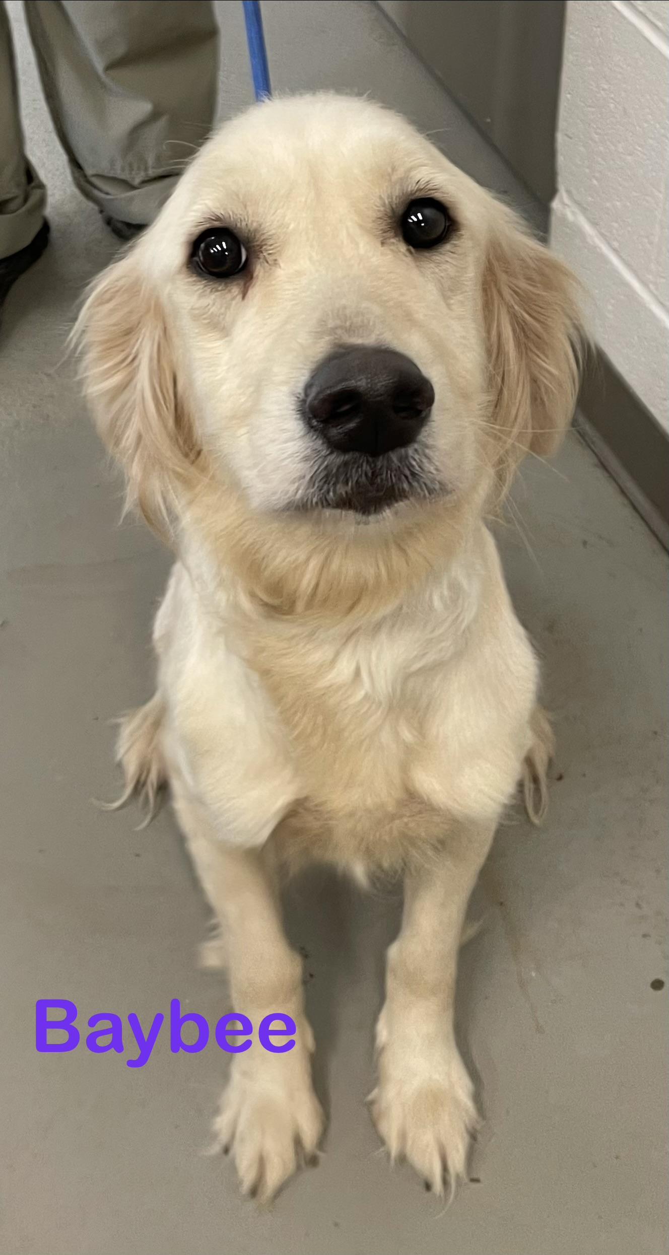 Babee ADOPTED, adopted, Young Female Labrador Retriever.