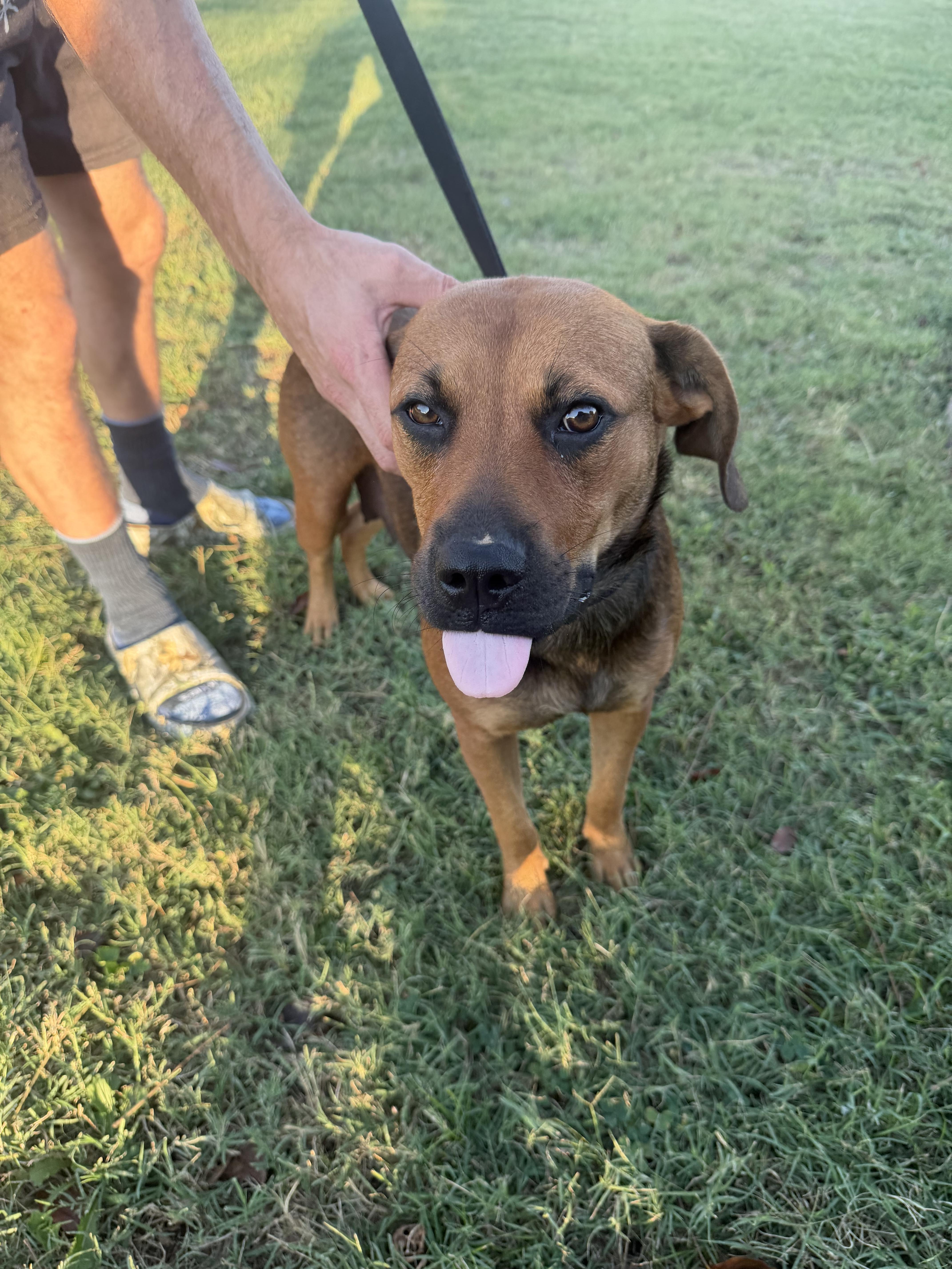 Sydney, Adoptable, Adult Female Black Mouth Cur.