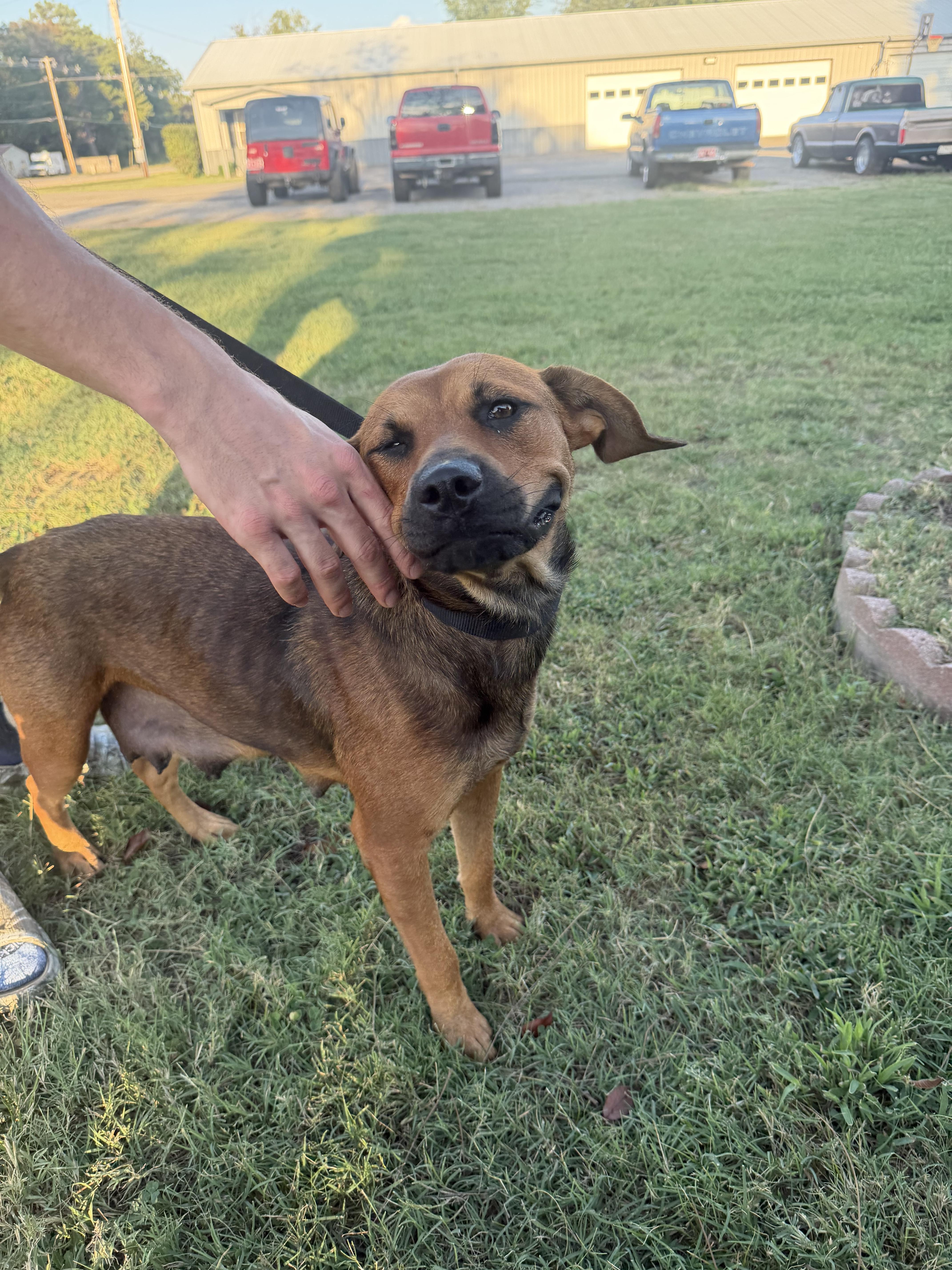 Enlarge Sydney, a Adoptable Black Mouth Cur in Welling, OK image 2/2