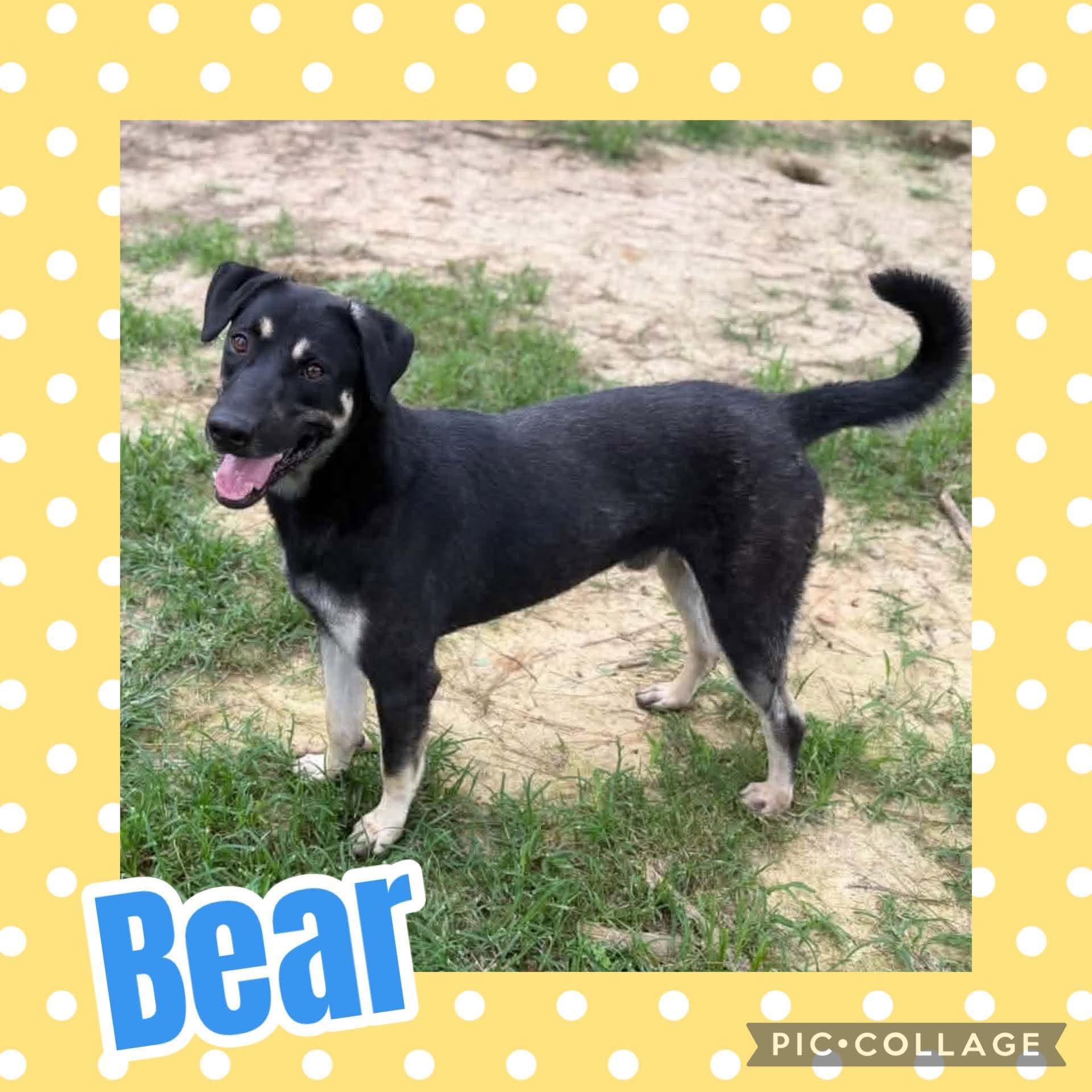 Enlarge Bear, a ADOPTABLE mixed breed in Ringwood, NJ image 1/1