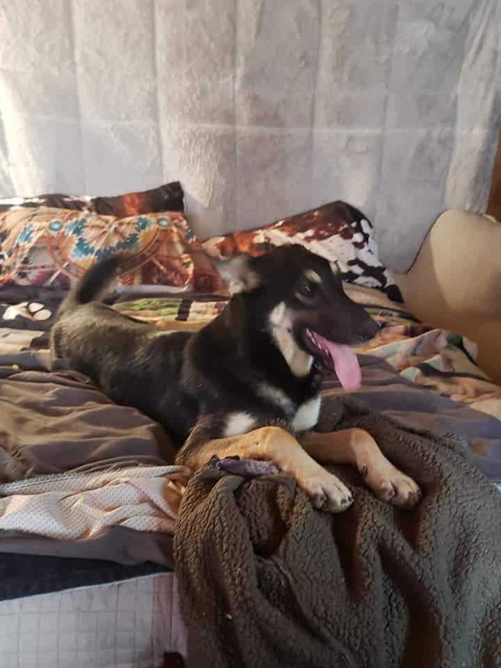 Rider, Adopted, Puppy Male German Shepherd Dog.