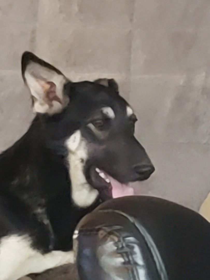 Enlarge  Rider, a Adopted German Shepherd Dog in Quincy, IN image 2/3