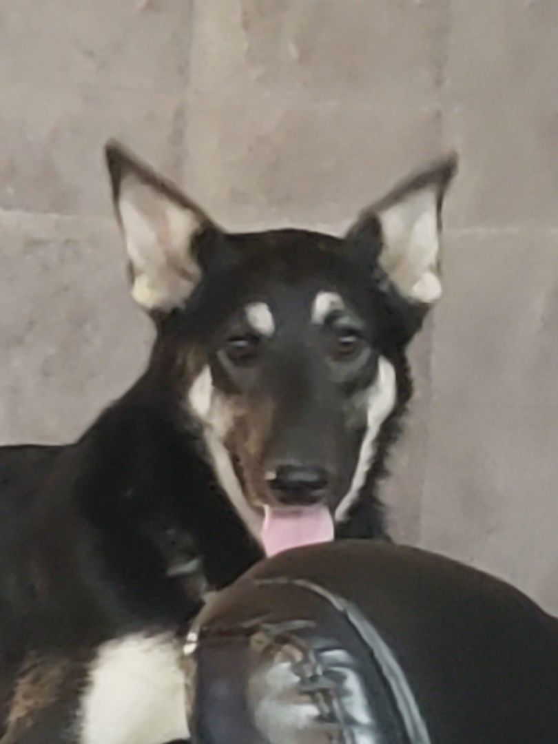 Enlarge  Rider, a Adopted German Shepherd Dog in Quincy, IN image 3/3