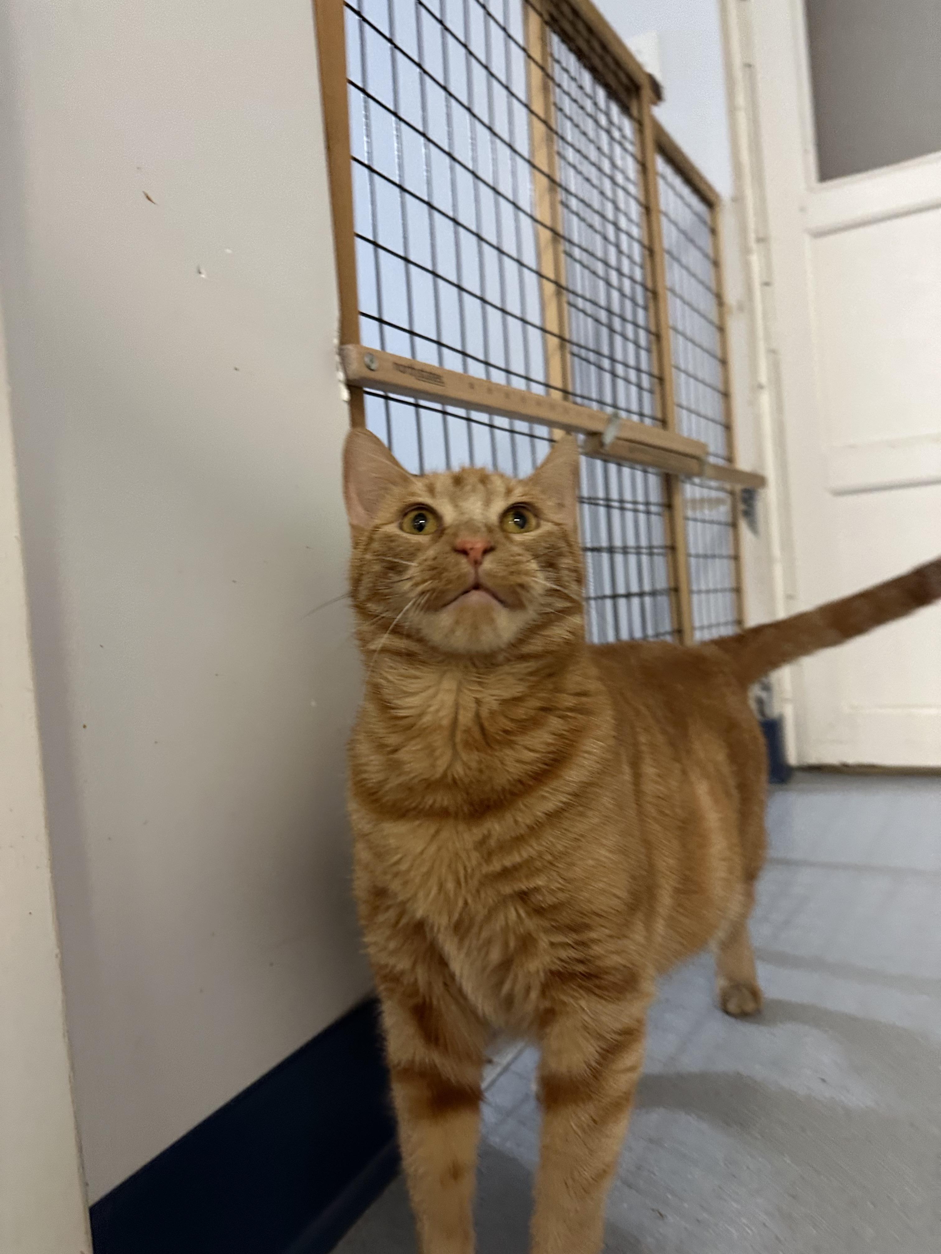 Enlarge Blossom, a Adoptable Domestic Short Hair in Clifton, NJ image 2/6