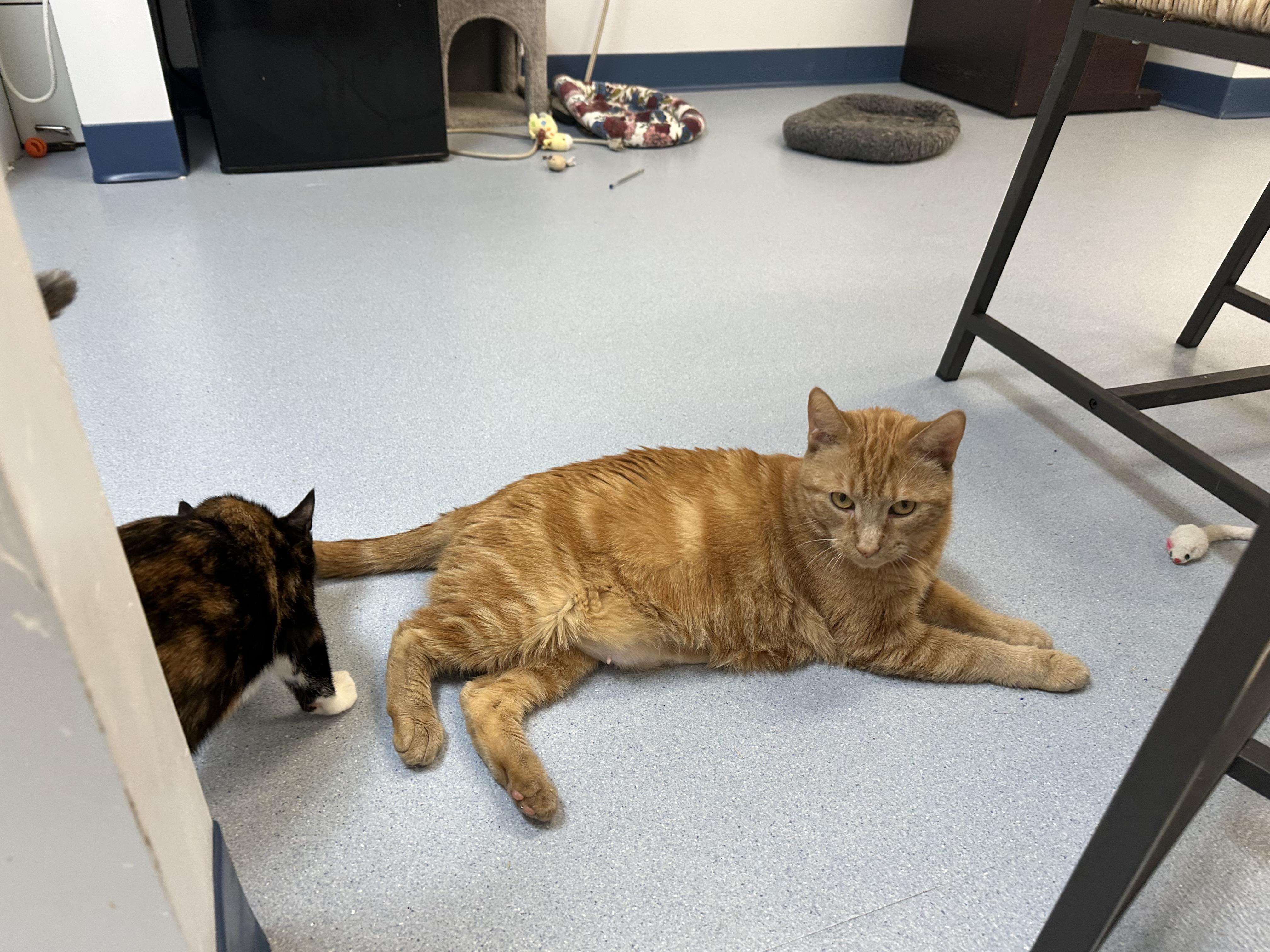 Enlarge Blossom, a Adoptable Domestic Short Hair in Clifton, NJ image 3/6