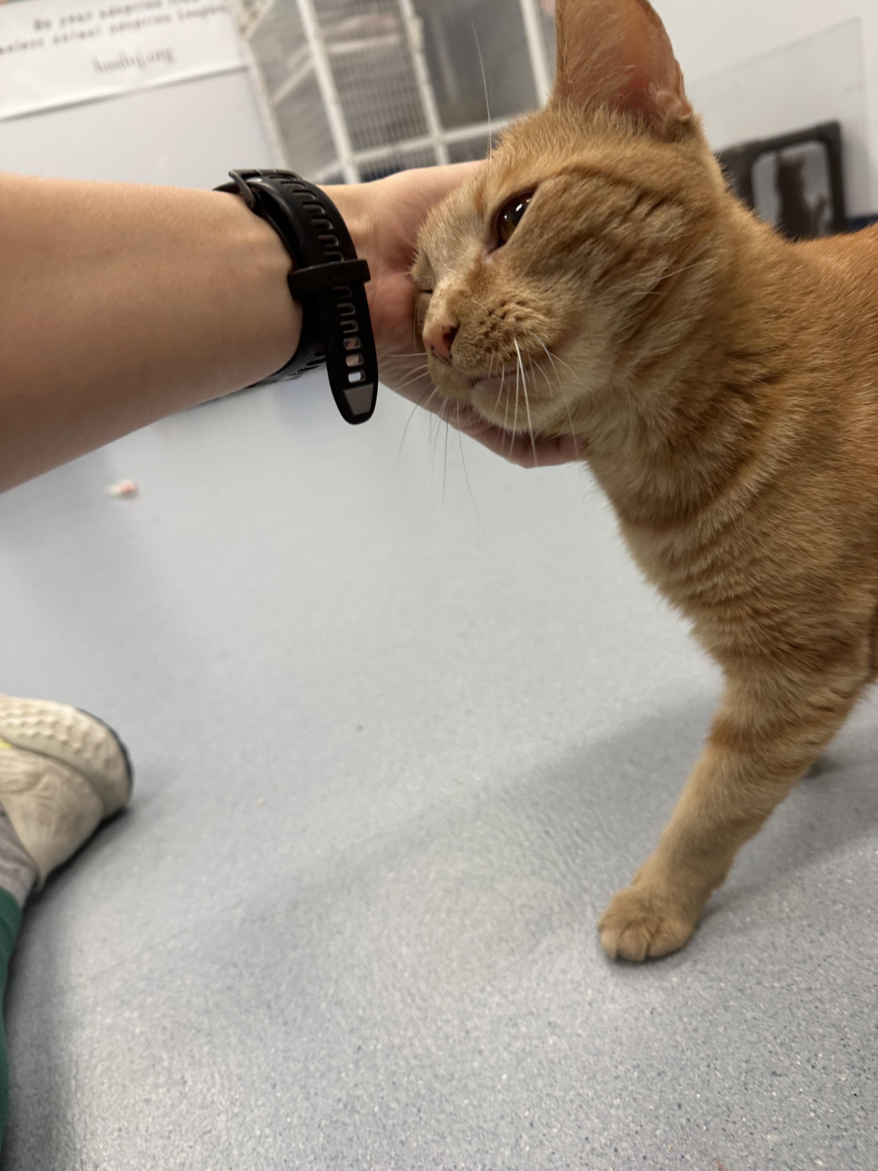 Enlarge Blossom, a Adoptable Domestic Short Hair in Clifton, NJ image 4/6