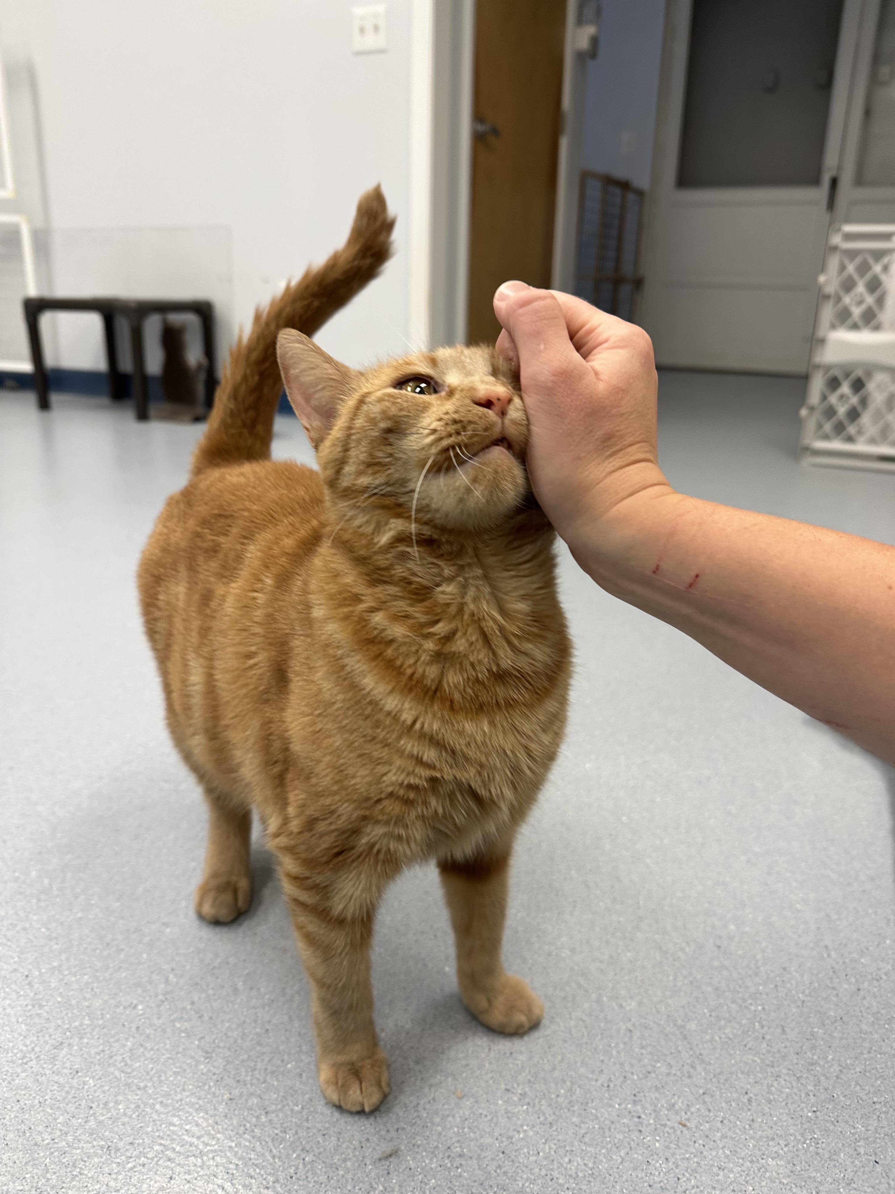 Enlarge Blossom, a Adoptable Domestic Short Hair in Clifton, NJ image 5/6