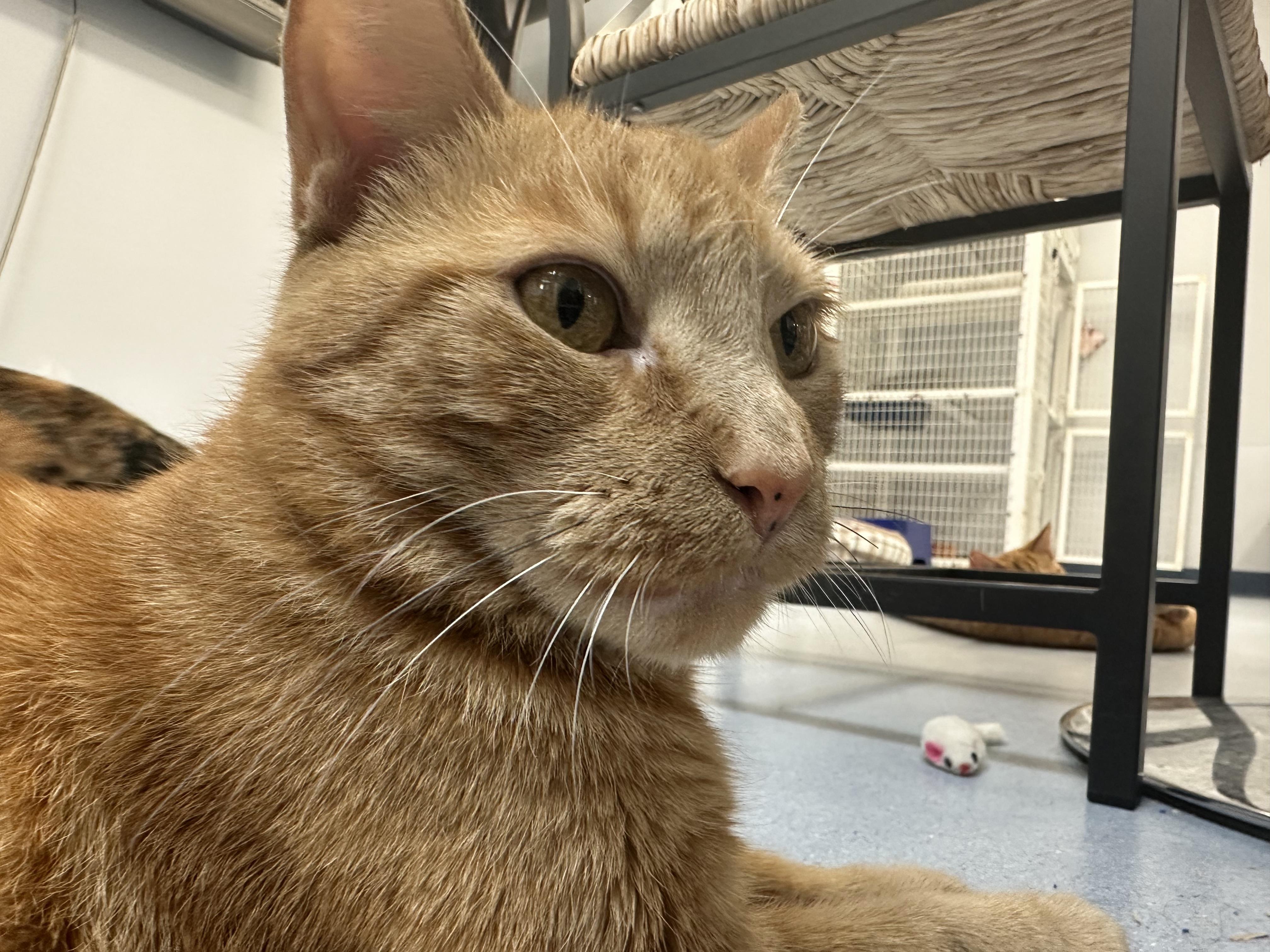 Enlarge Blossom, a Adoptable Domestic Short Hair in Clifton, NJ image 6/6