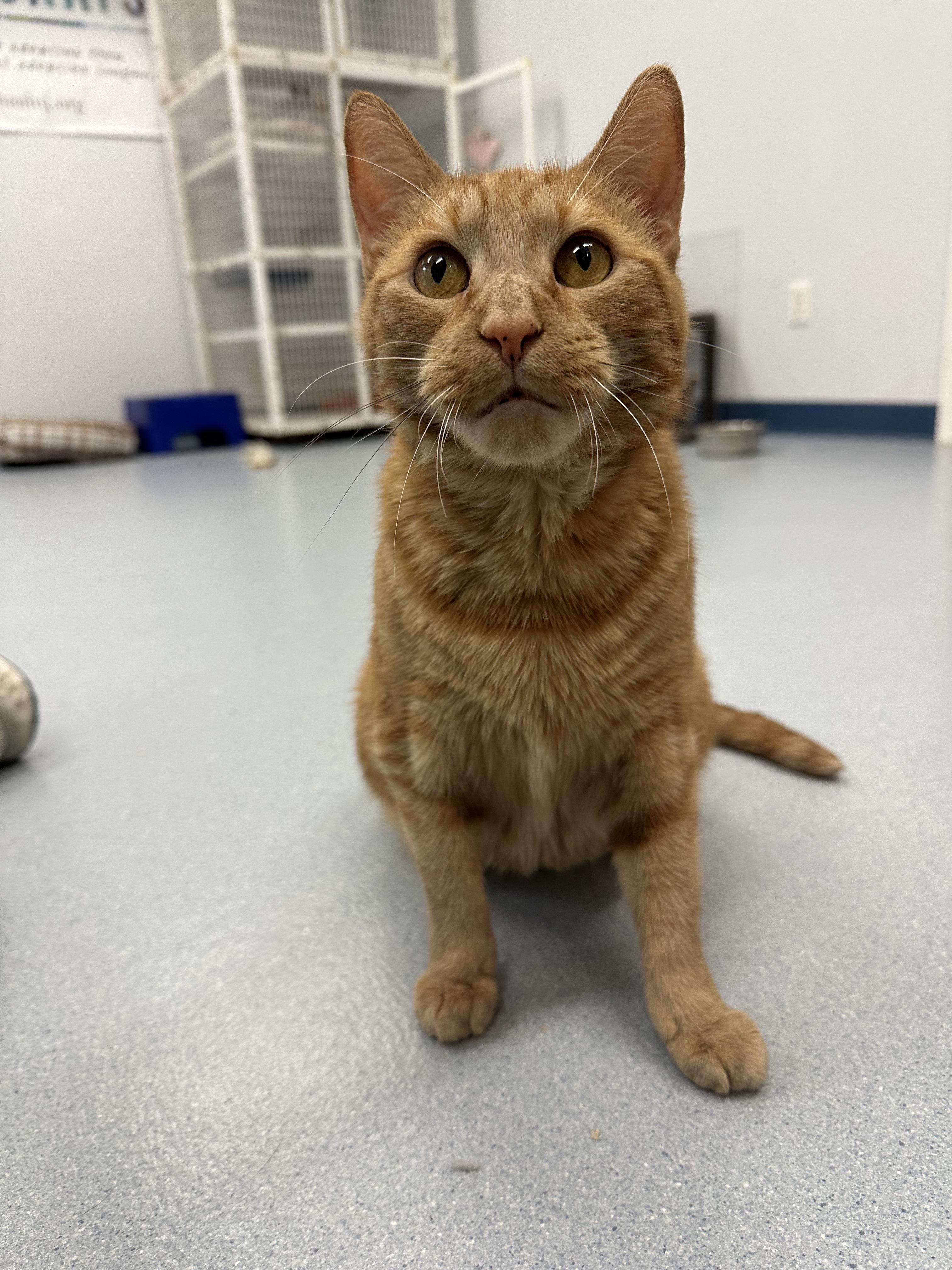 Enlarge Blossom, a Adoptable Domestic Short Hair in Clifton, NJ image 1/6