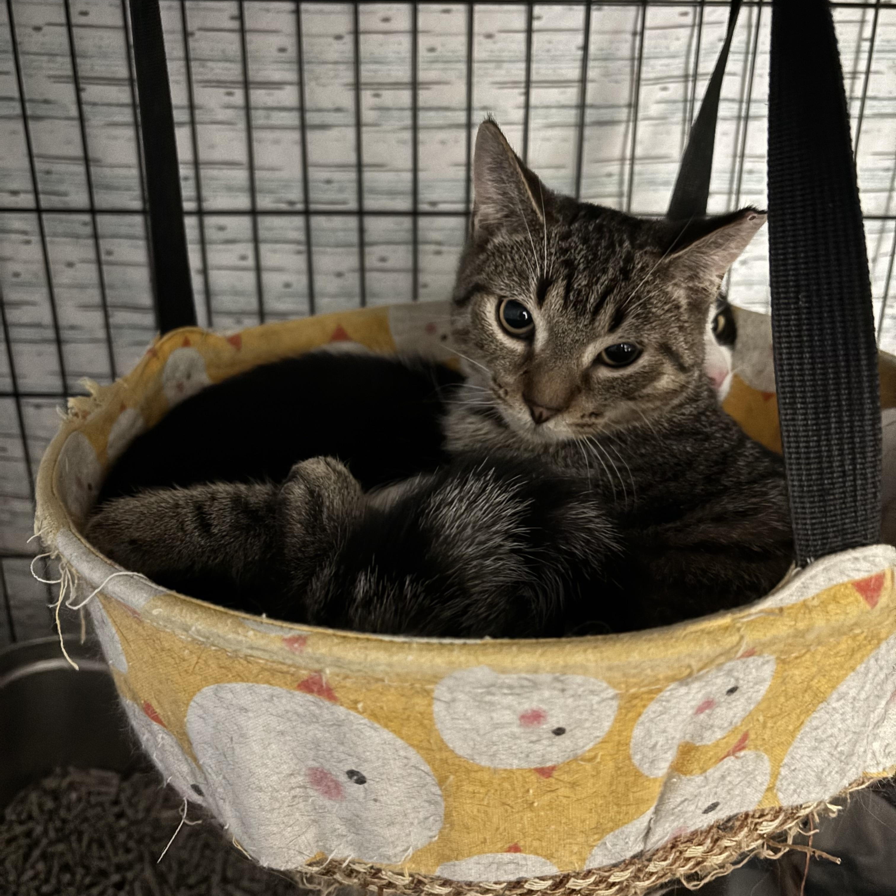 HERO , a Adoptable Domestic Short Hair in Pittsburgh, PA image 5/5