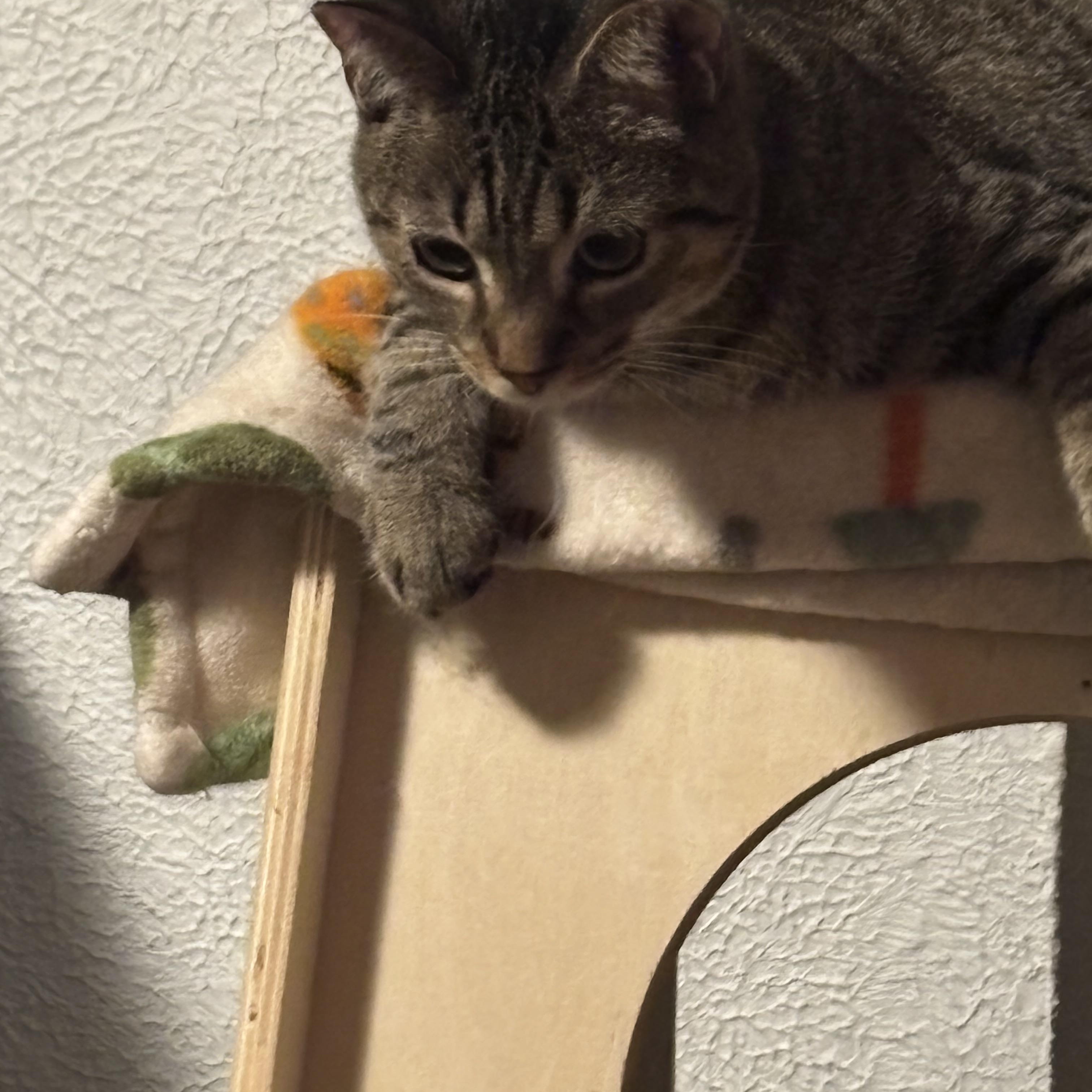 HERO , Adoptable, Kitten Male Domestic Short Hair.