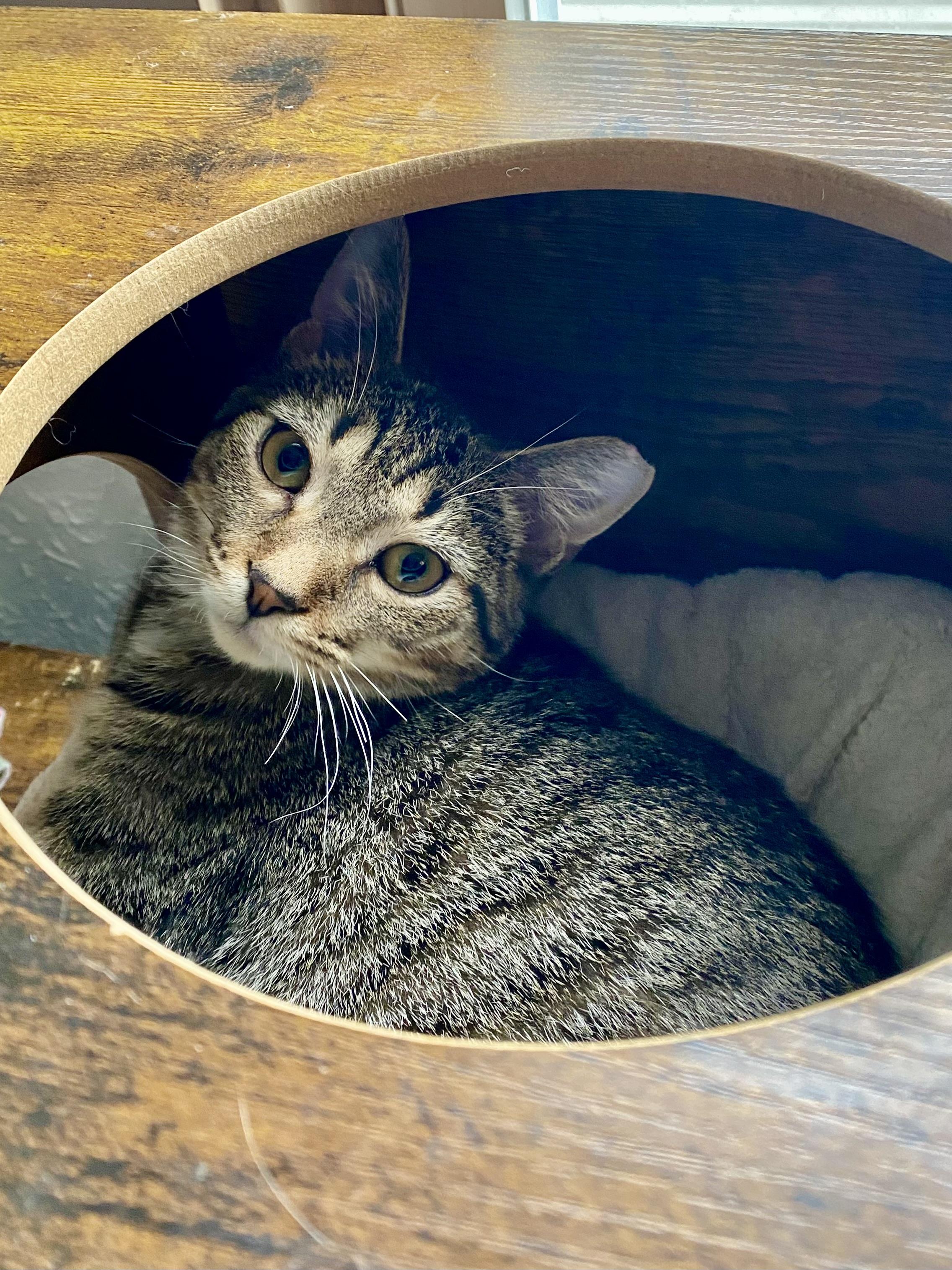 HERO , a Adoptable Domestic Short Hair in Pittsburgh, PA image 1/5