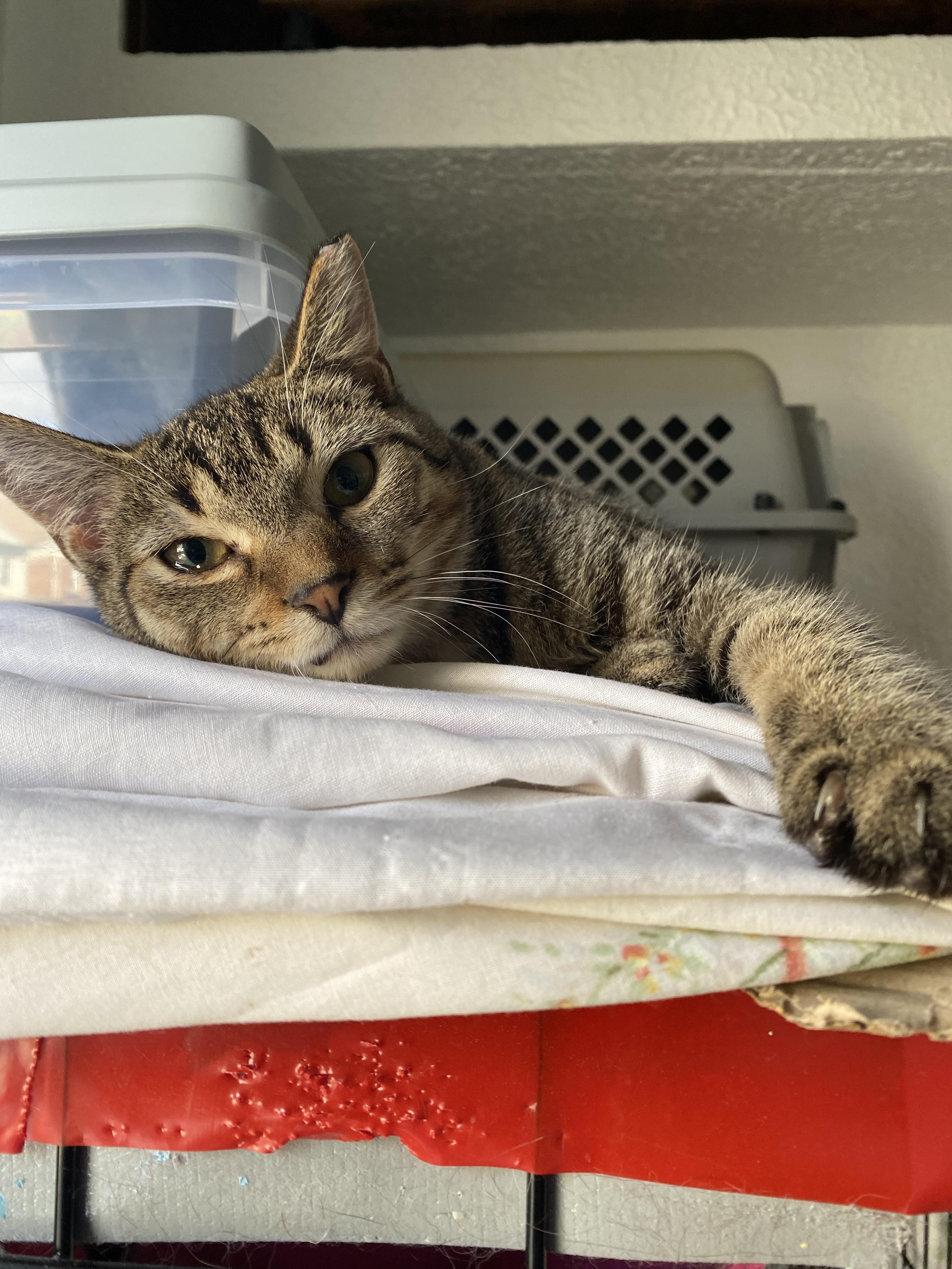 HERO , a Adoptable Domestic Short Hair in Pittsburgh, PA image 2/5