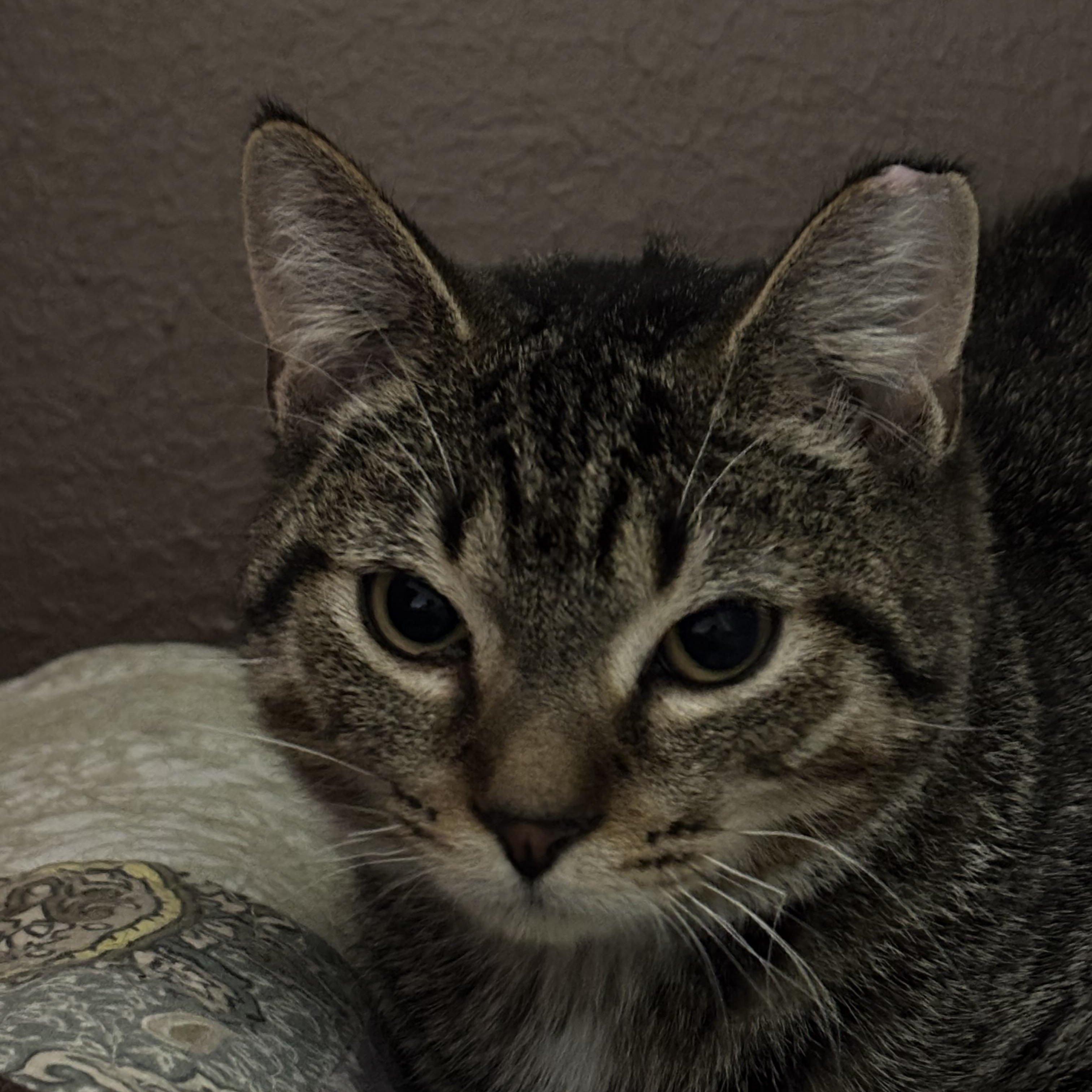 HERO , a Adoptable Domestic Short Hair in Pittsburgh, PA image 4/5