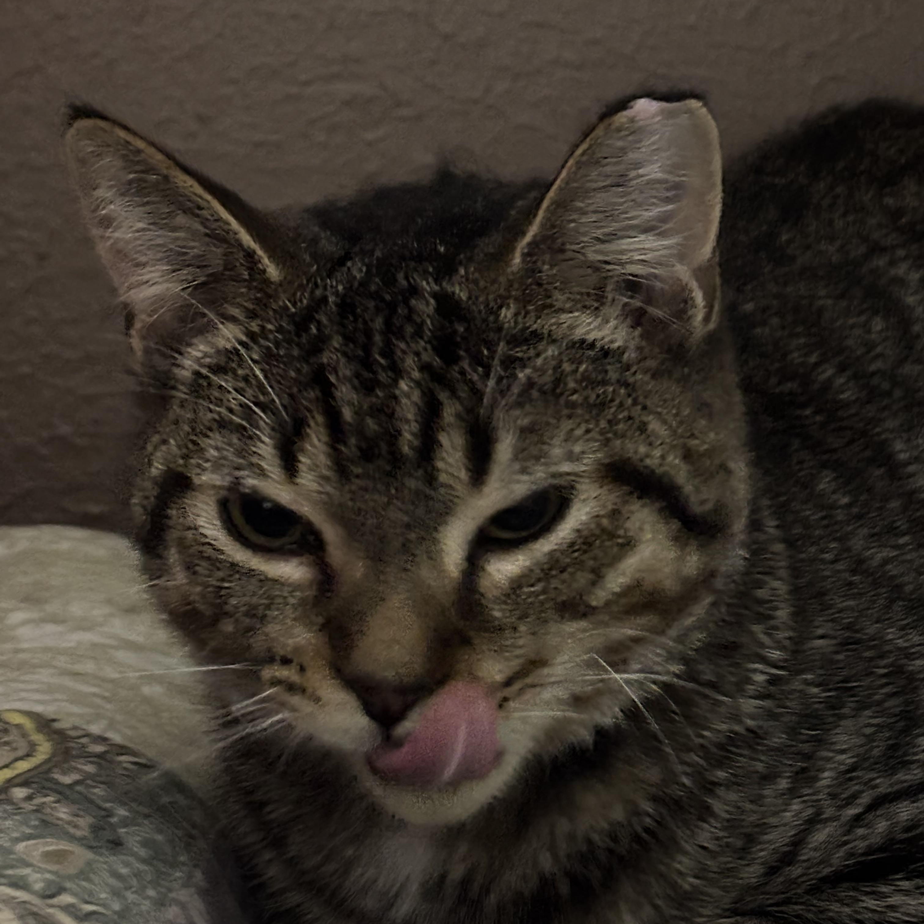 HERO , a Adoptable Domestic Short Hair in Pittsburgh, PA image 3/5