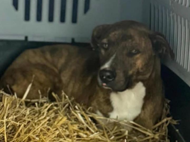 Mic, Adoptable, Young Male American Staffordshire Terrier & Mixed Breed.