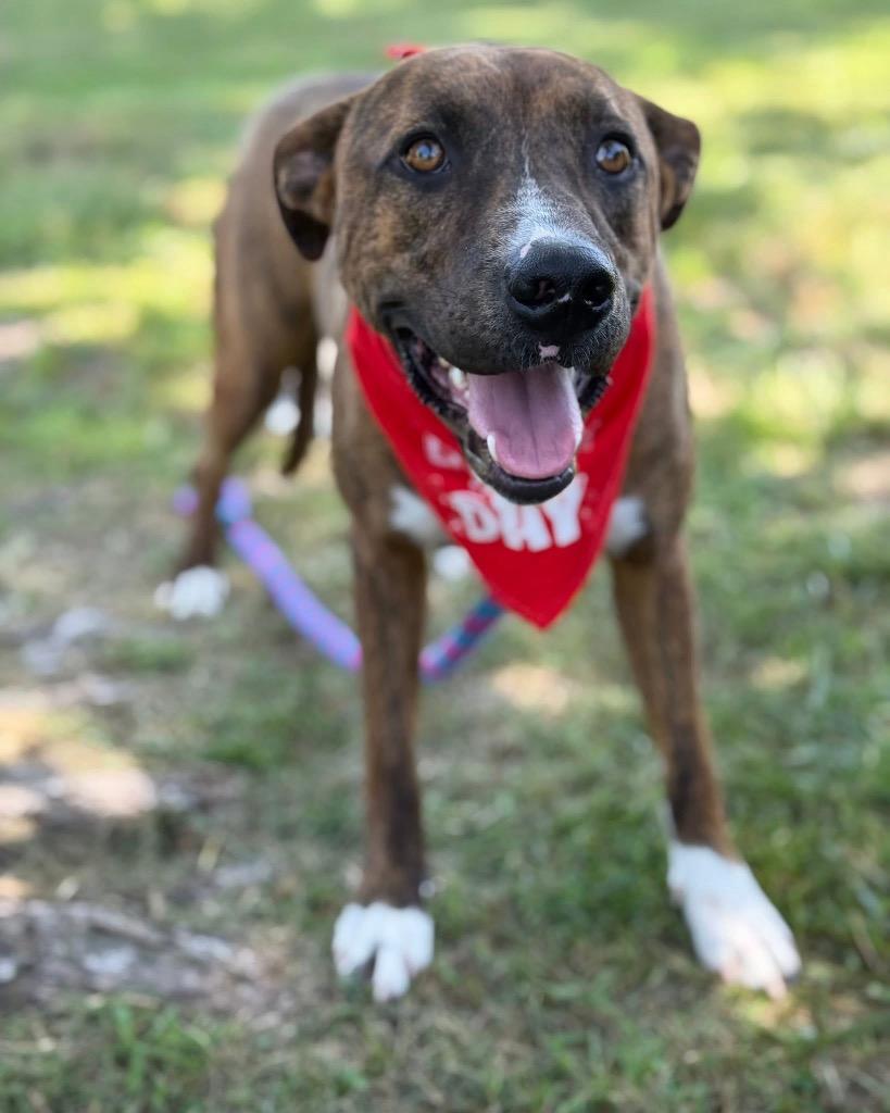 Enlarge Mic, a Adoptable mixed breed in Carthage, MO image 1/4