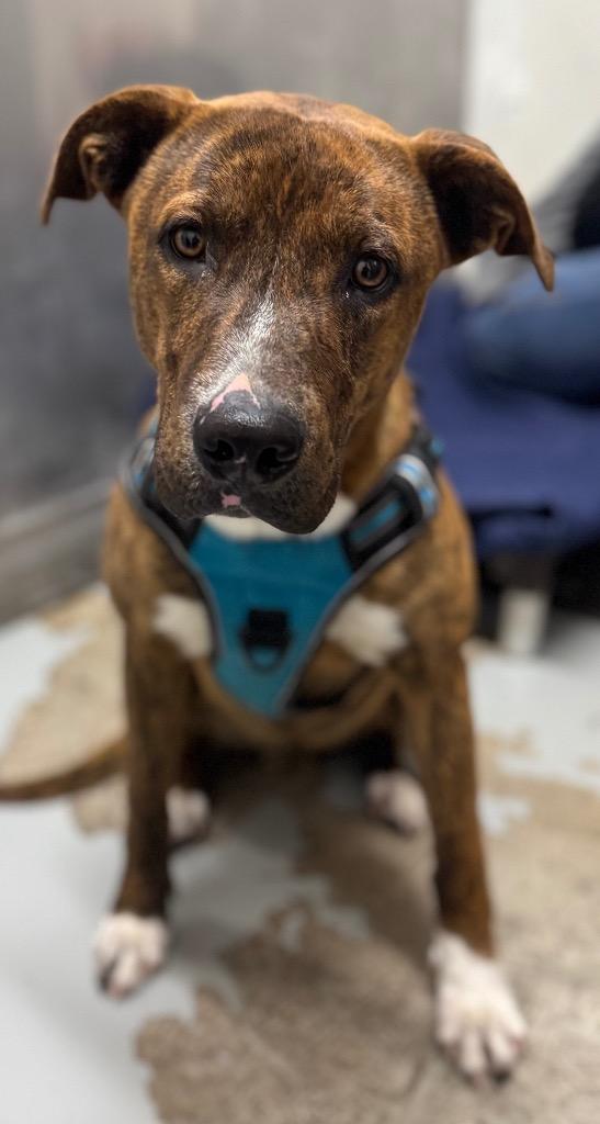 Mic, Adoptable, Adult Male American Staffordshire Terrier & Mixed Breed.
