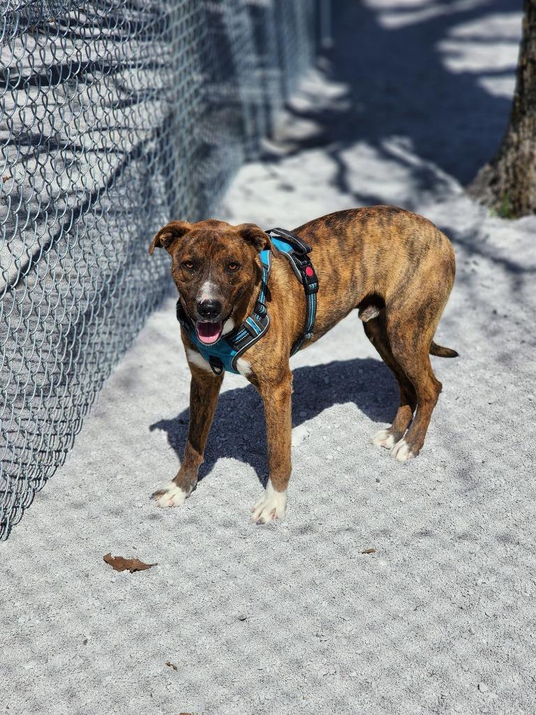 Enlarge Mic, a Adoptable mixed breed in Carthage, MO image 2/4