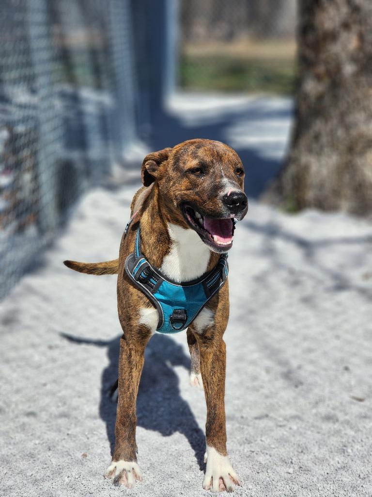 Enlarge Mic, a Adoptable mixed breed in Carthage, MO image 3/4