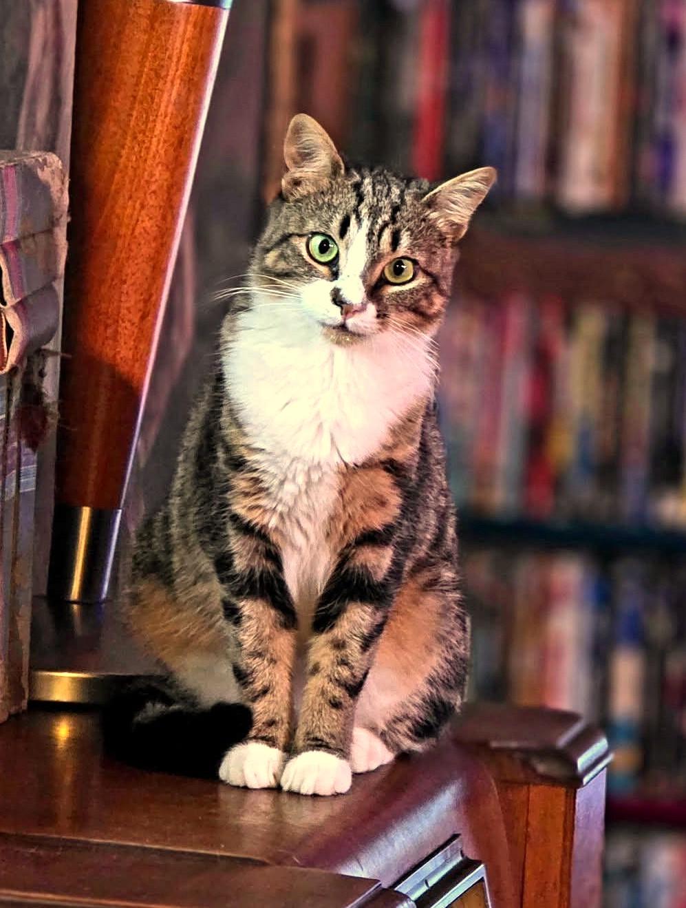 Enlarge Joy, a Adoptable mixed breed in Bradenton, FL image 3/6