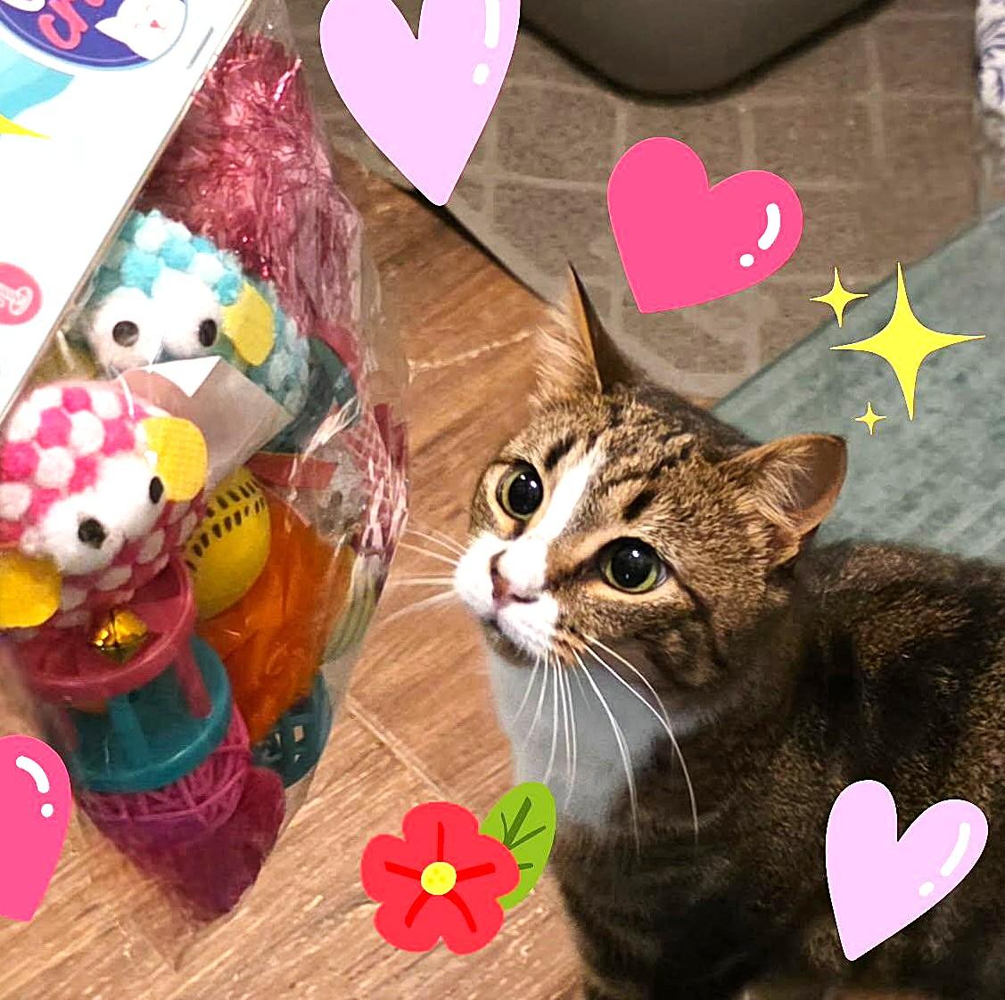 Enlarge Joy, a Adoptable Tabby in Bradenton, FL image 1/6