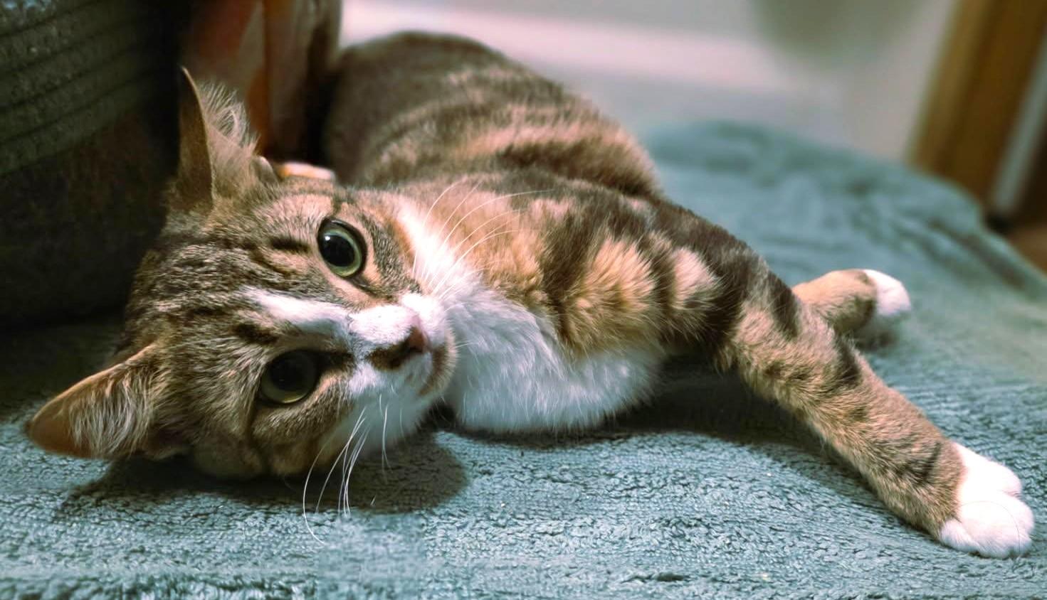 Joy, Adoptable, Young Female Tabby.