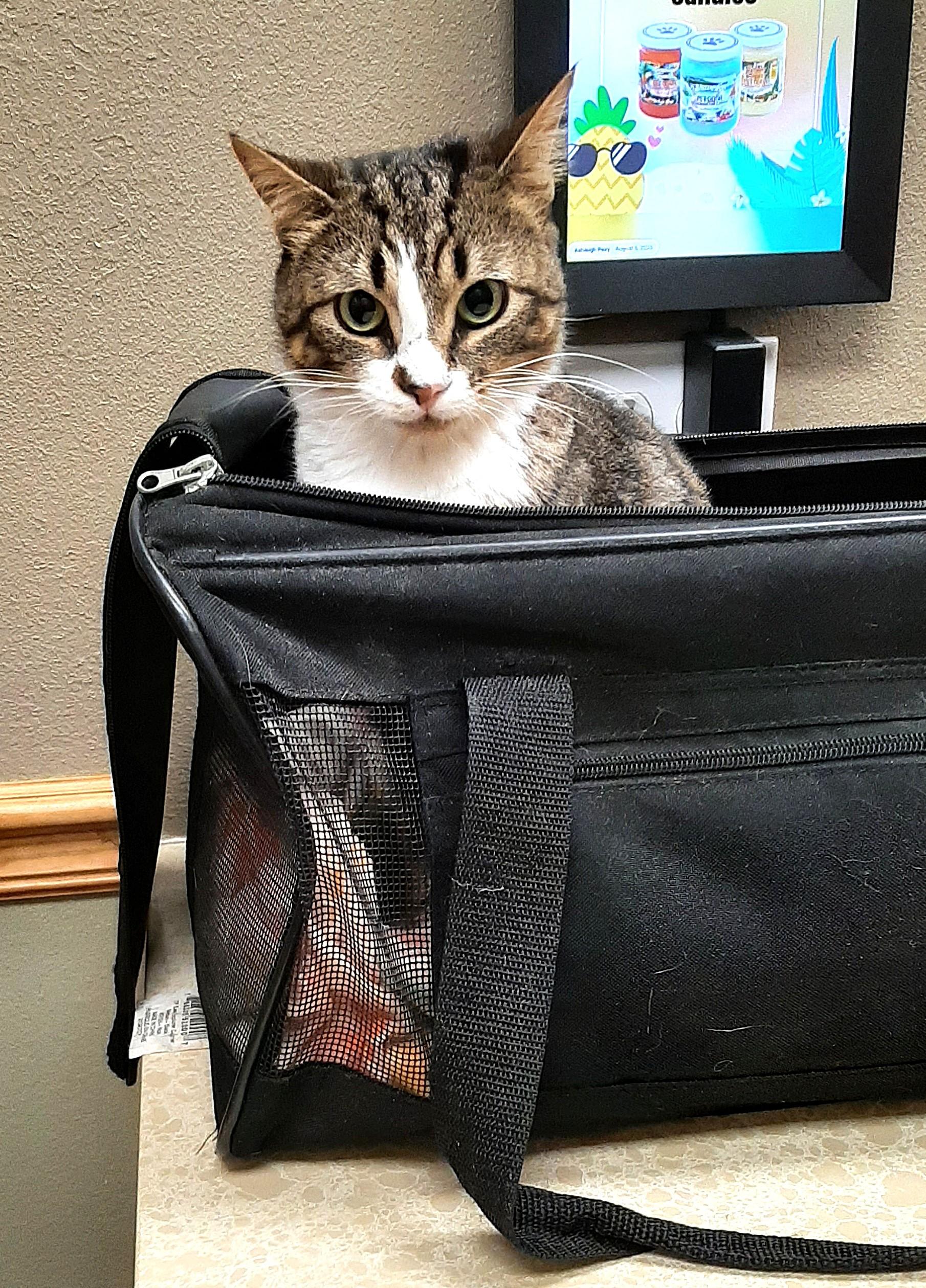 Enlarge Joy, a Adoptable Tabby in Bradenton, FL image 3/6