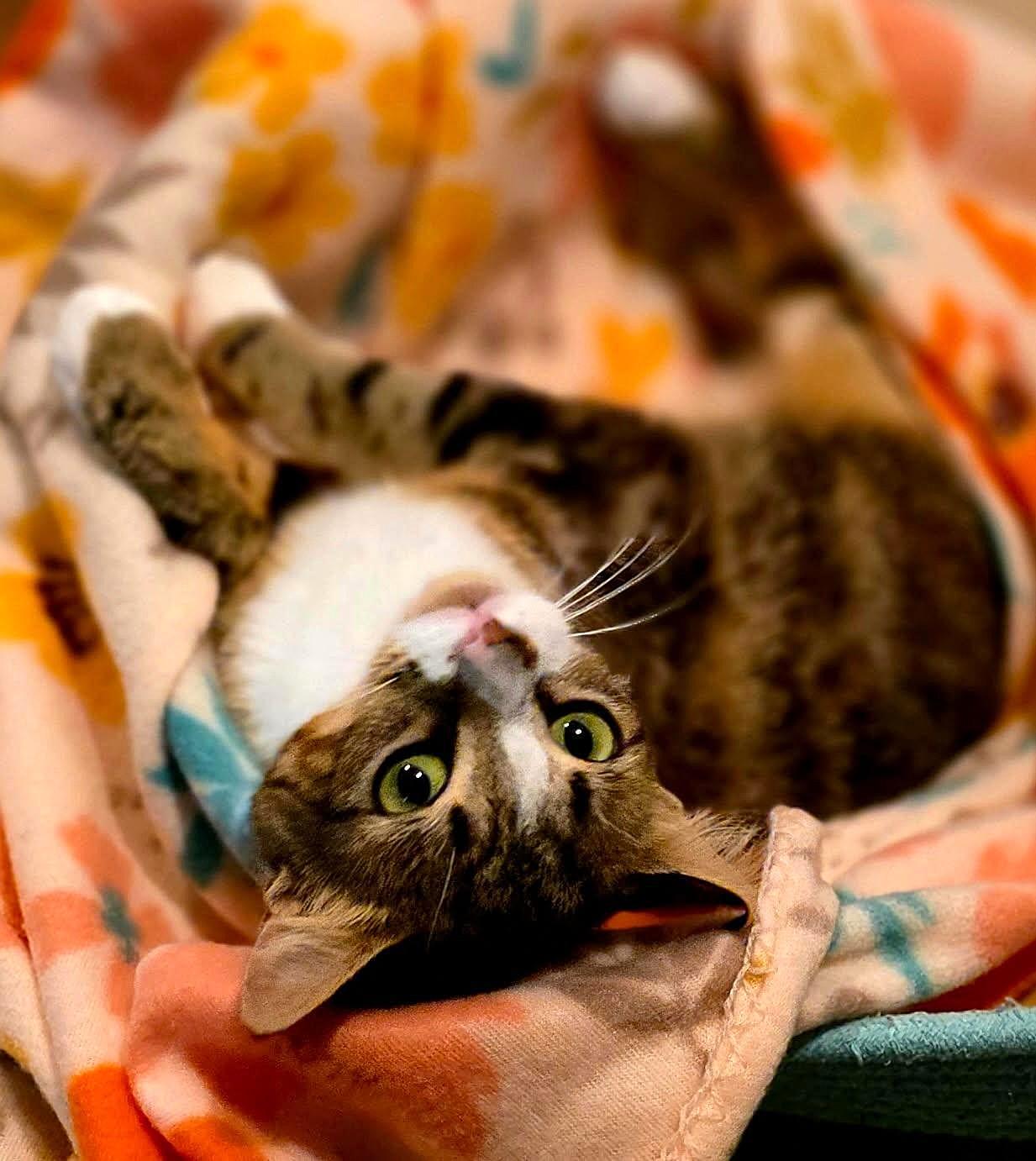 Enlarge Joy, a Adoptable Tabby in Bradenton, FL image 3/4
