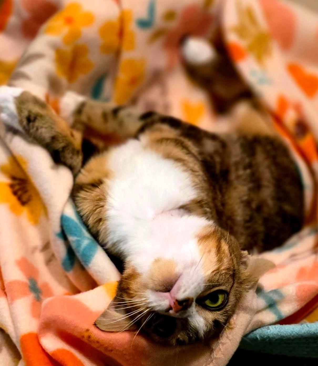 Enlarge Joy, a Adoptable mixed breed in Bradenton, FL image 6/6