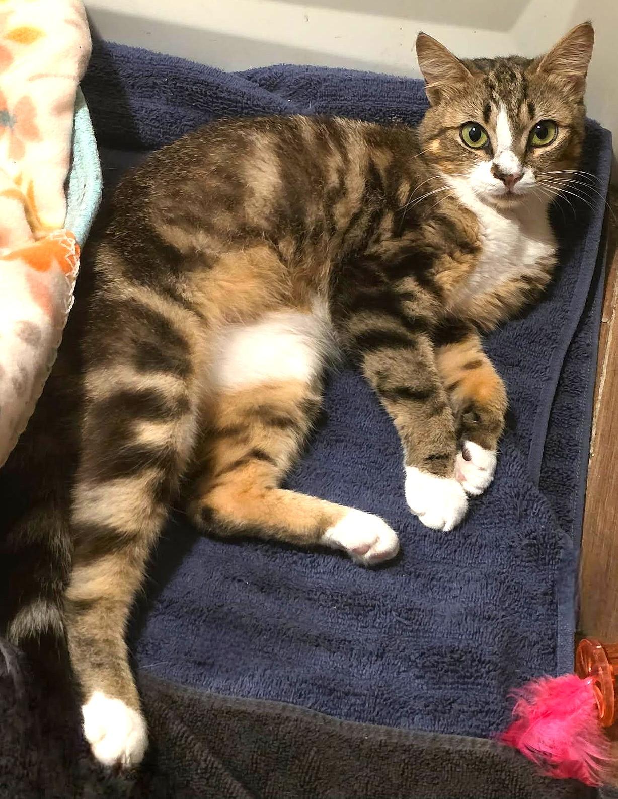 Enlarge Joy, a Adoptable Tabby in Bradenton, FL image 4/4