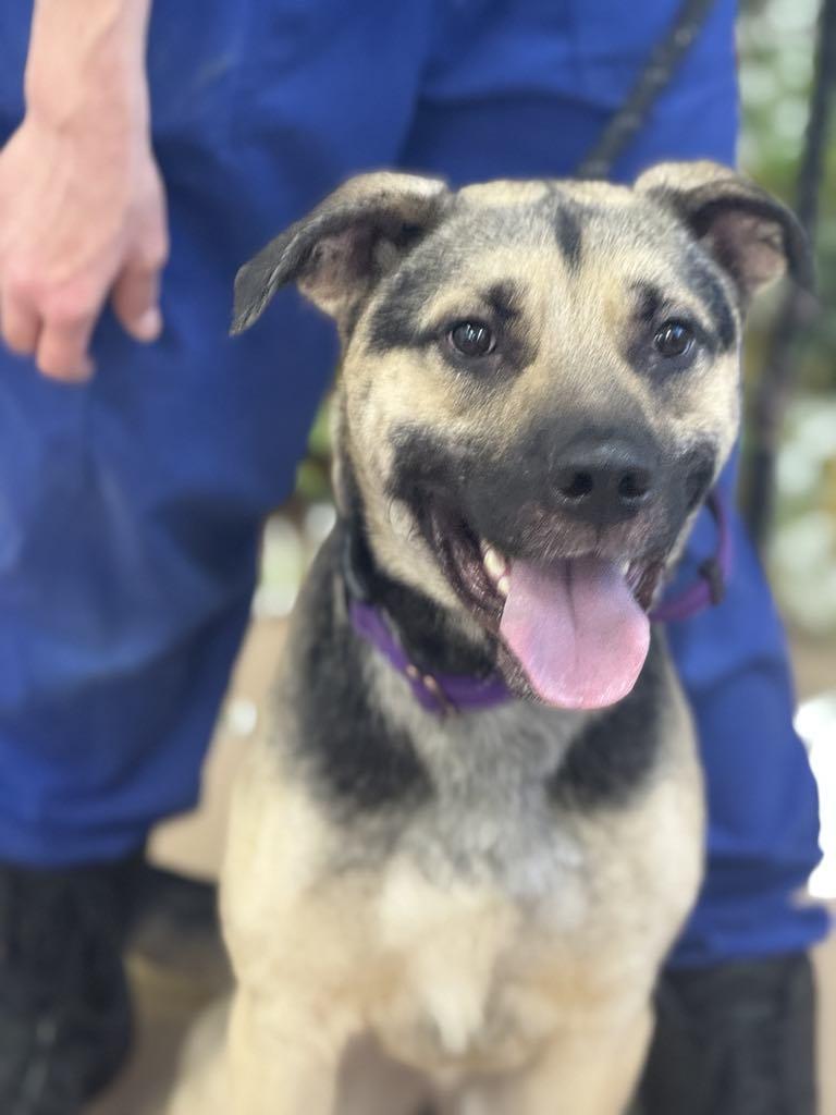 Donald, Adoptable, Adult Male Mixed Breed.