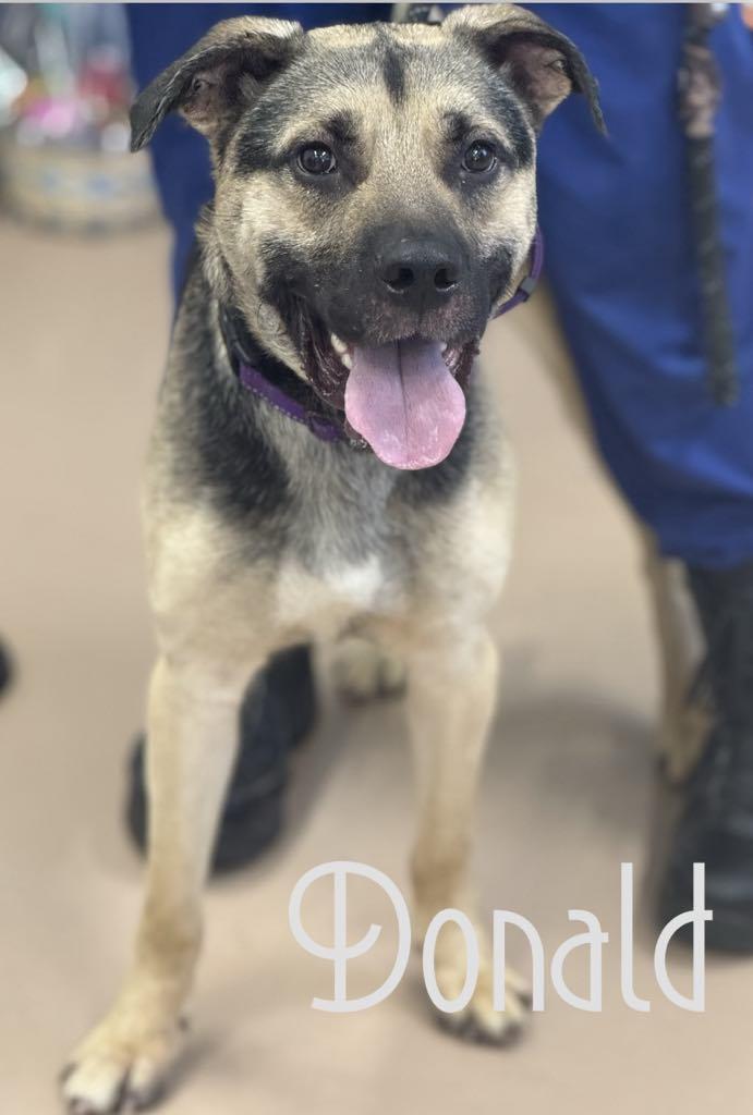 Enlarge Donald, a Adoptable mixed breed in Hernando, MS image 2/5