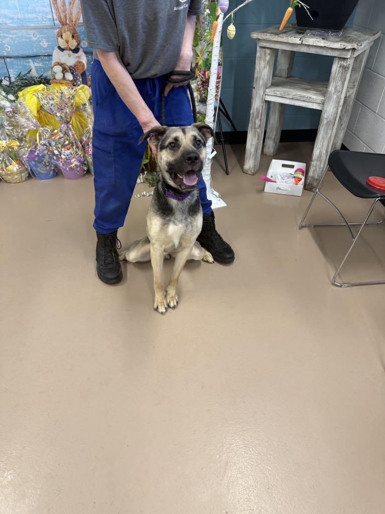 Enlarge Donald, a Adoptable mixed breed in Hernando, MS image 3/5