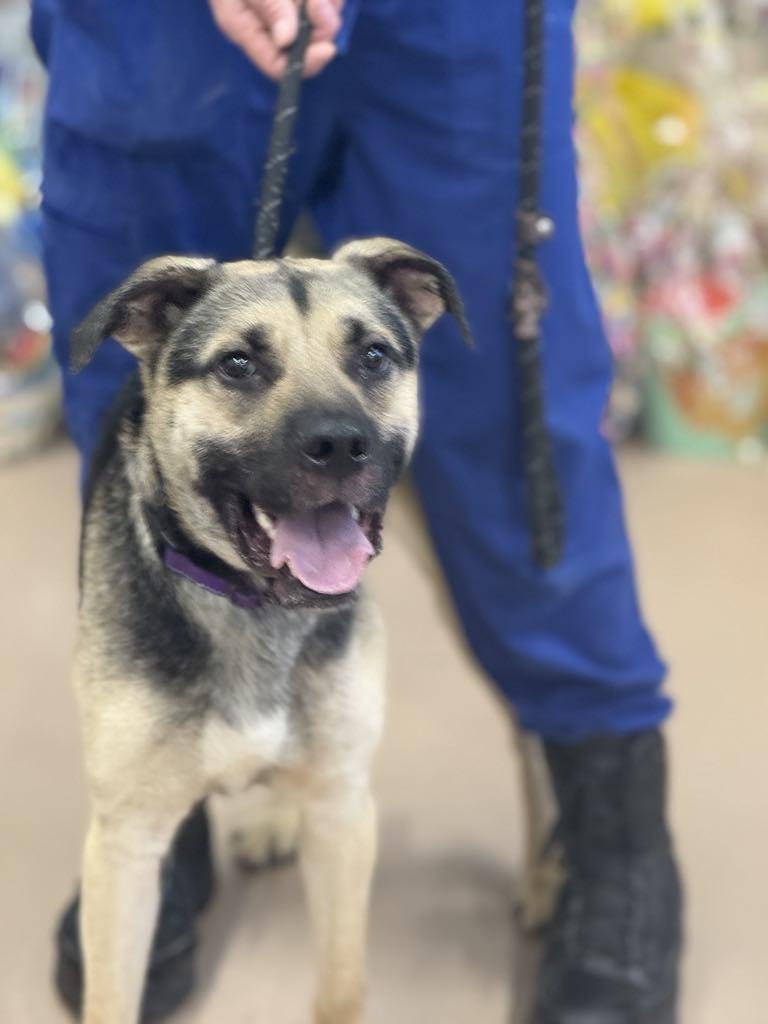 Enlarge Donald, a Adoptable mixed breed in Hernando, MS image 4/5