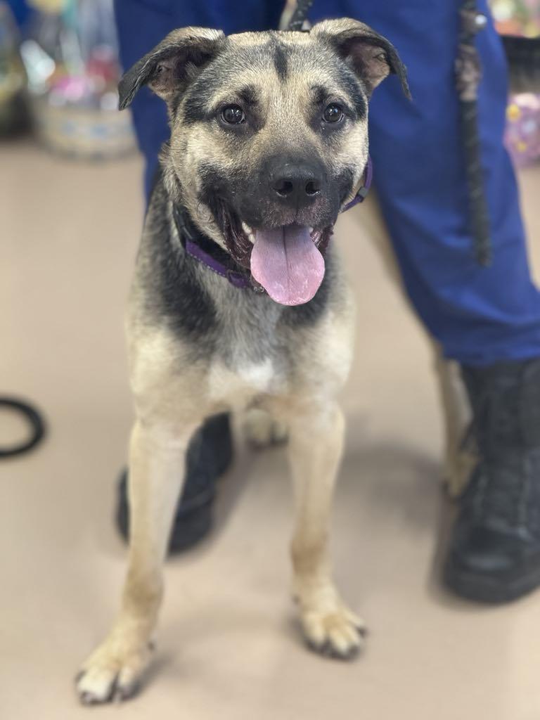 Enlarge Donald, a Adoptable mixed breed in Hernando, MS image 5/5