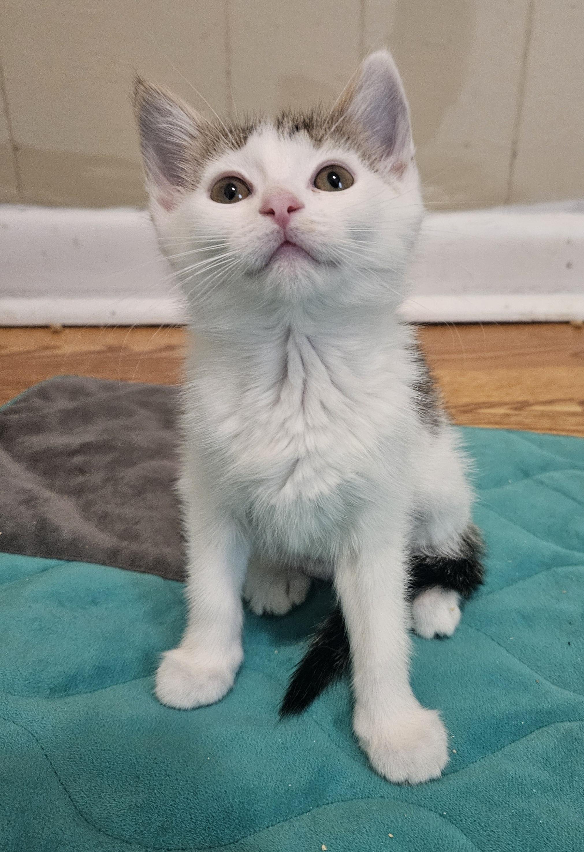 Mootilda (Tilly)