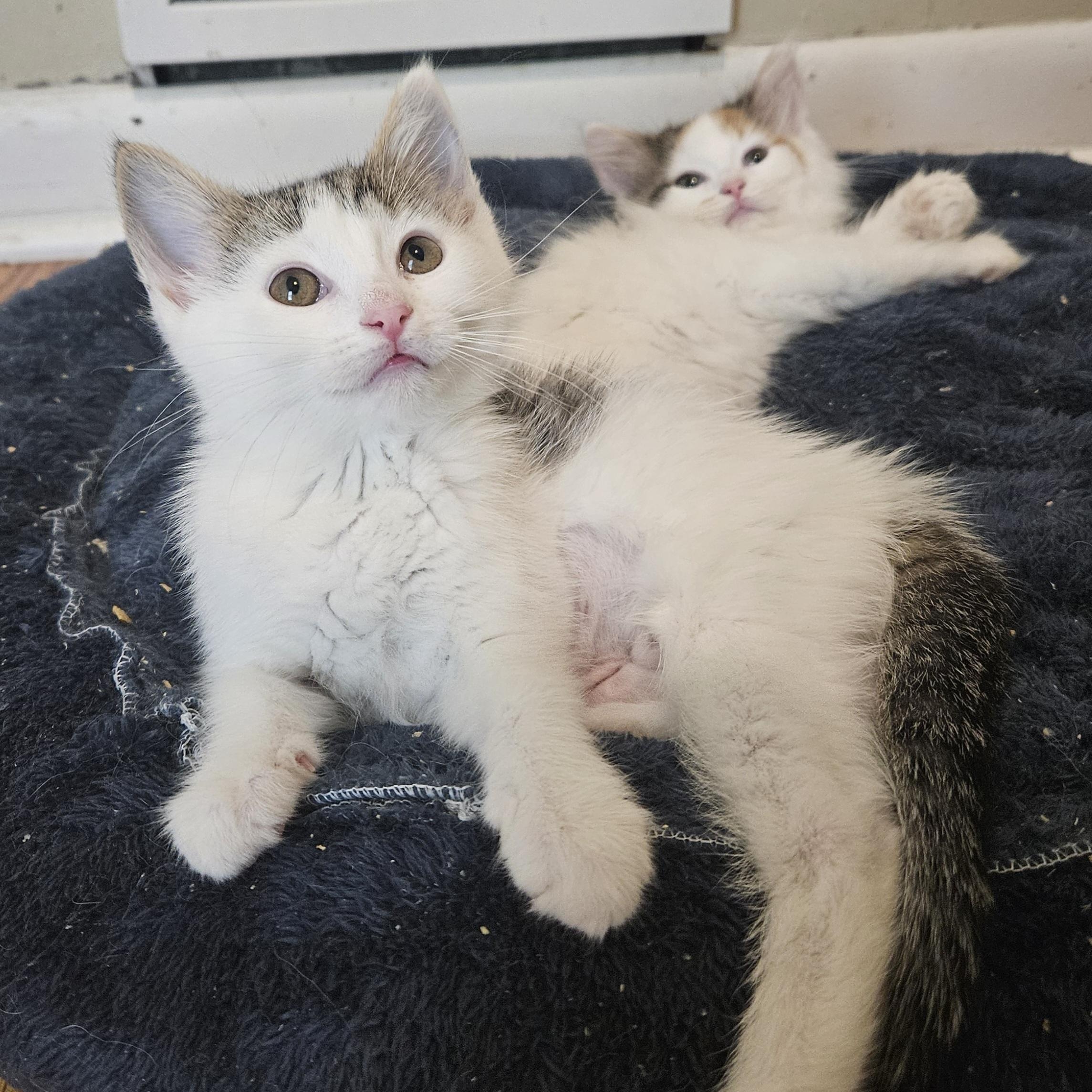 Mootilda (Tilly)