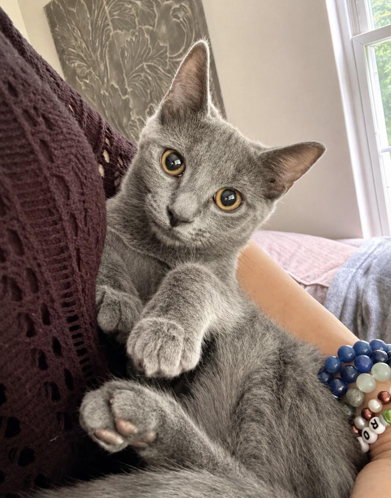 Enlarge Lisa, a ADOPTABLE American Shorthair in JACKSON, NJ image 1/1