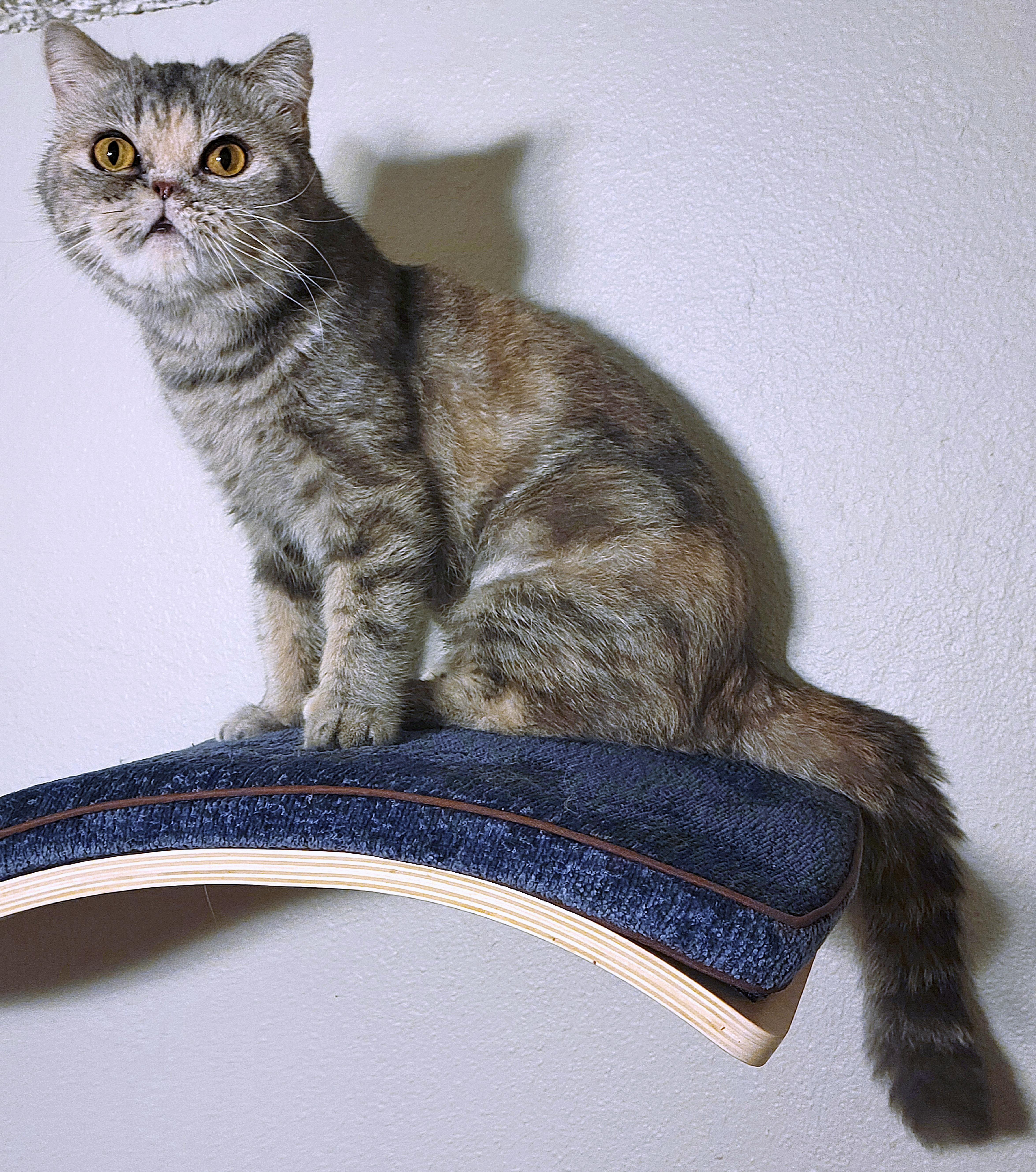 Riri, an adoptable Exotic Shorthair, Persian in Converse, TX, 78109 | Photo Image 2