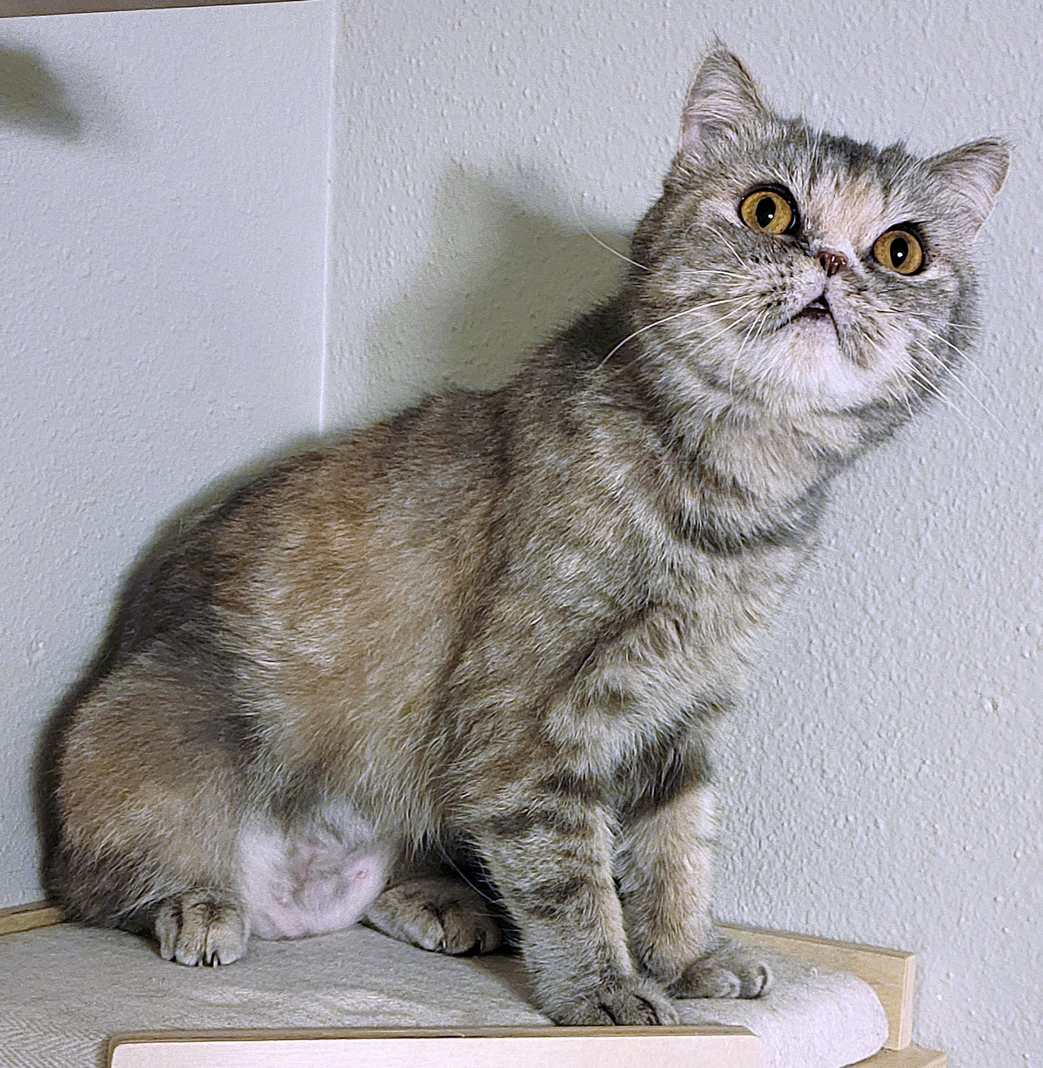 Riri, an adoptable Exotic Shorthair, Persian in Converse, TX, 78109 | Photo Image 3
