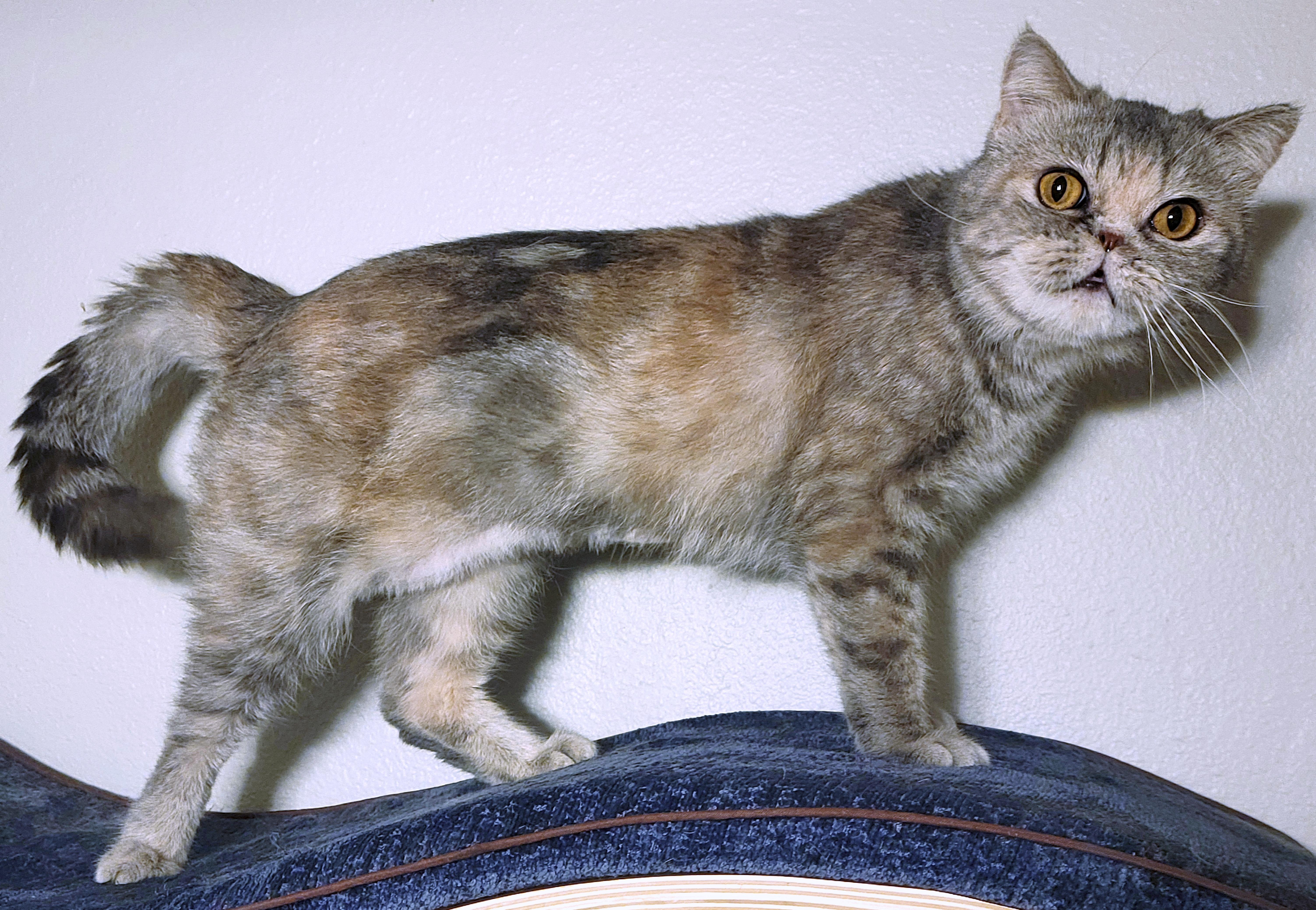 Riri, an adoptable Exotic Shorthair, Persian in Converse, TX, 78109 | Photo Image 4