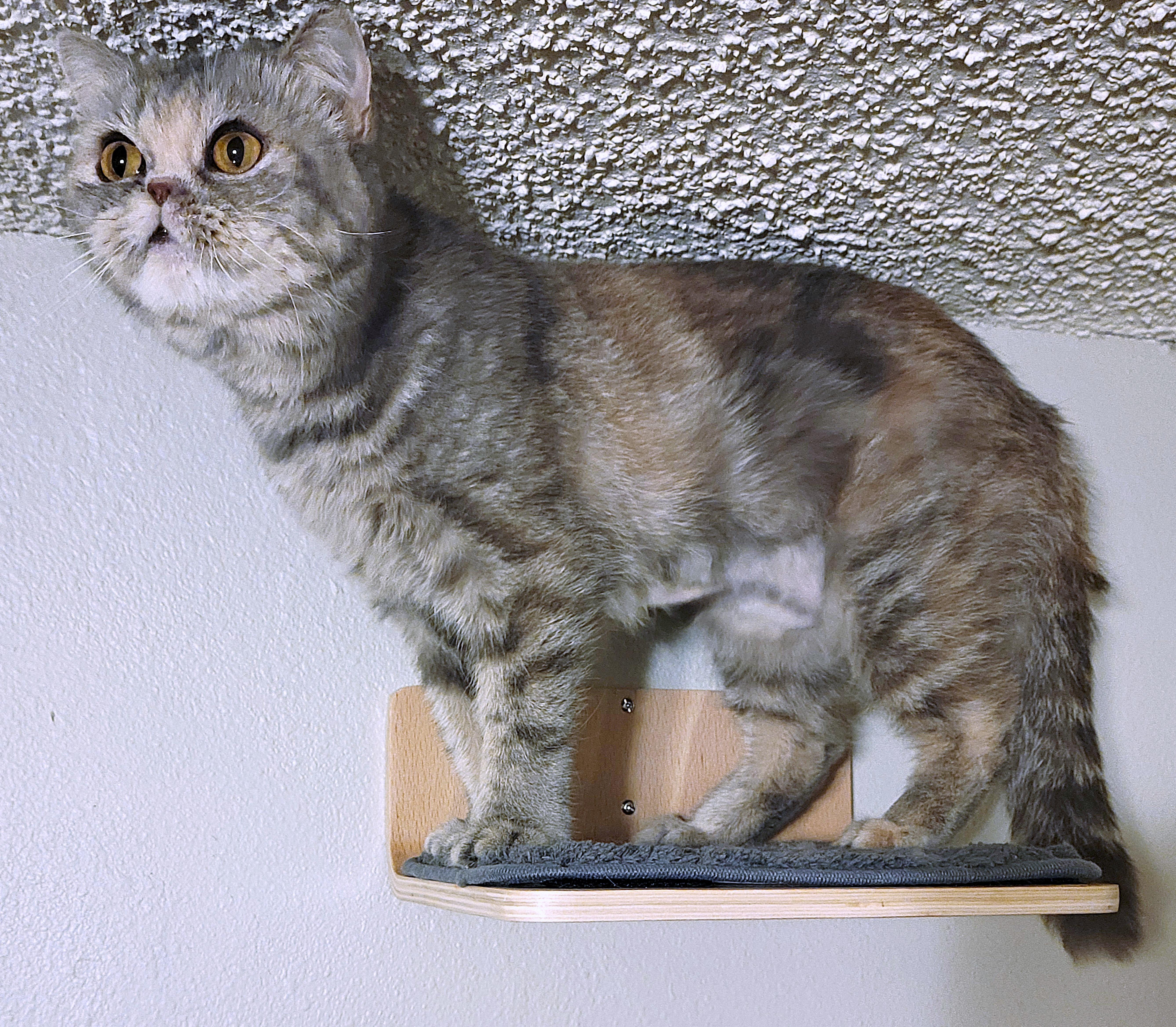 Riri, an adoptable Exotic Shorthair, Persian in Converse, TX, 78109 | Photo Image 5
