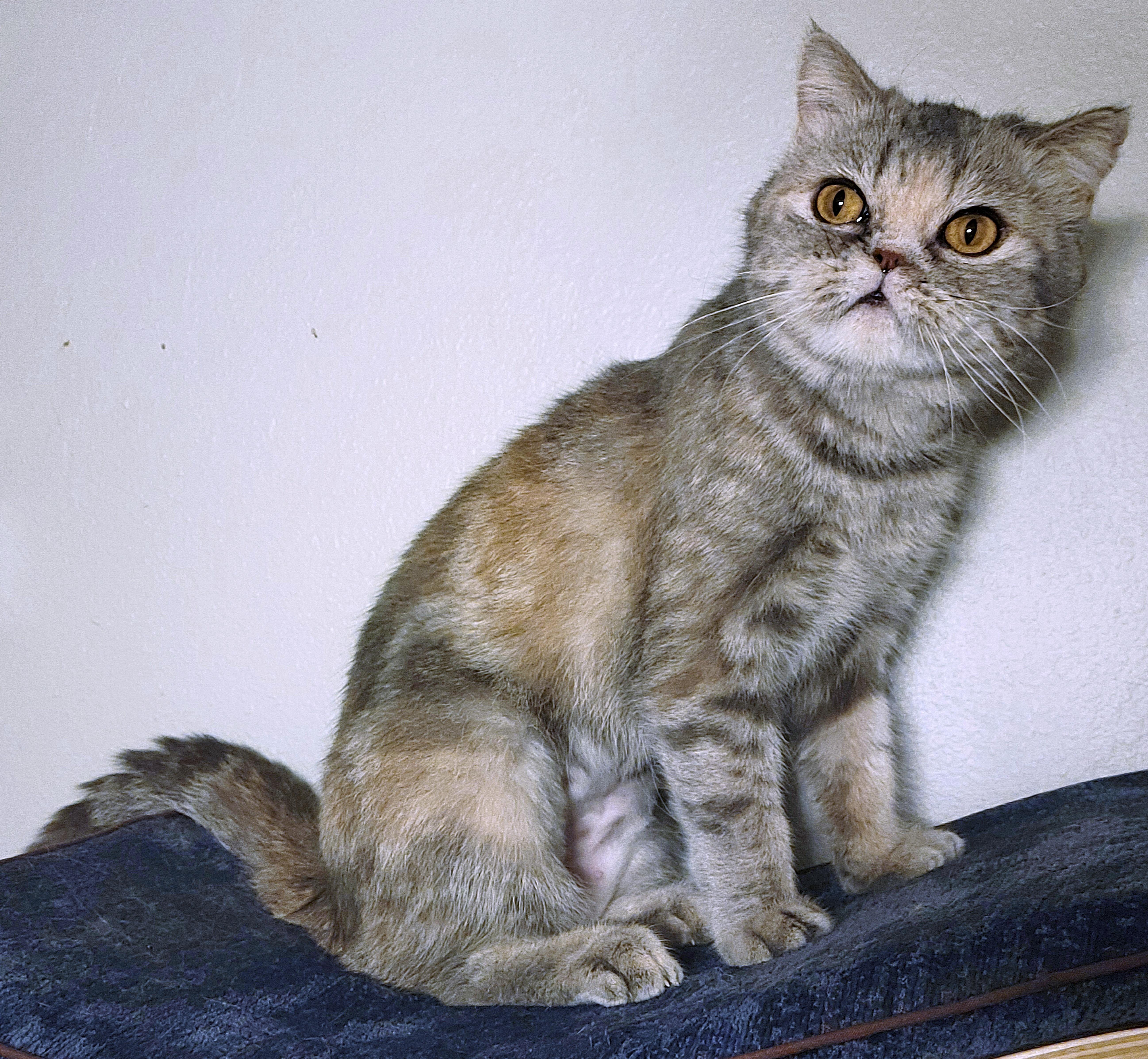 Riri, an adoptable Exotic Shorthair, Persian in Converse, TX, 78109 | Photo Image 6