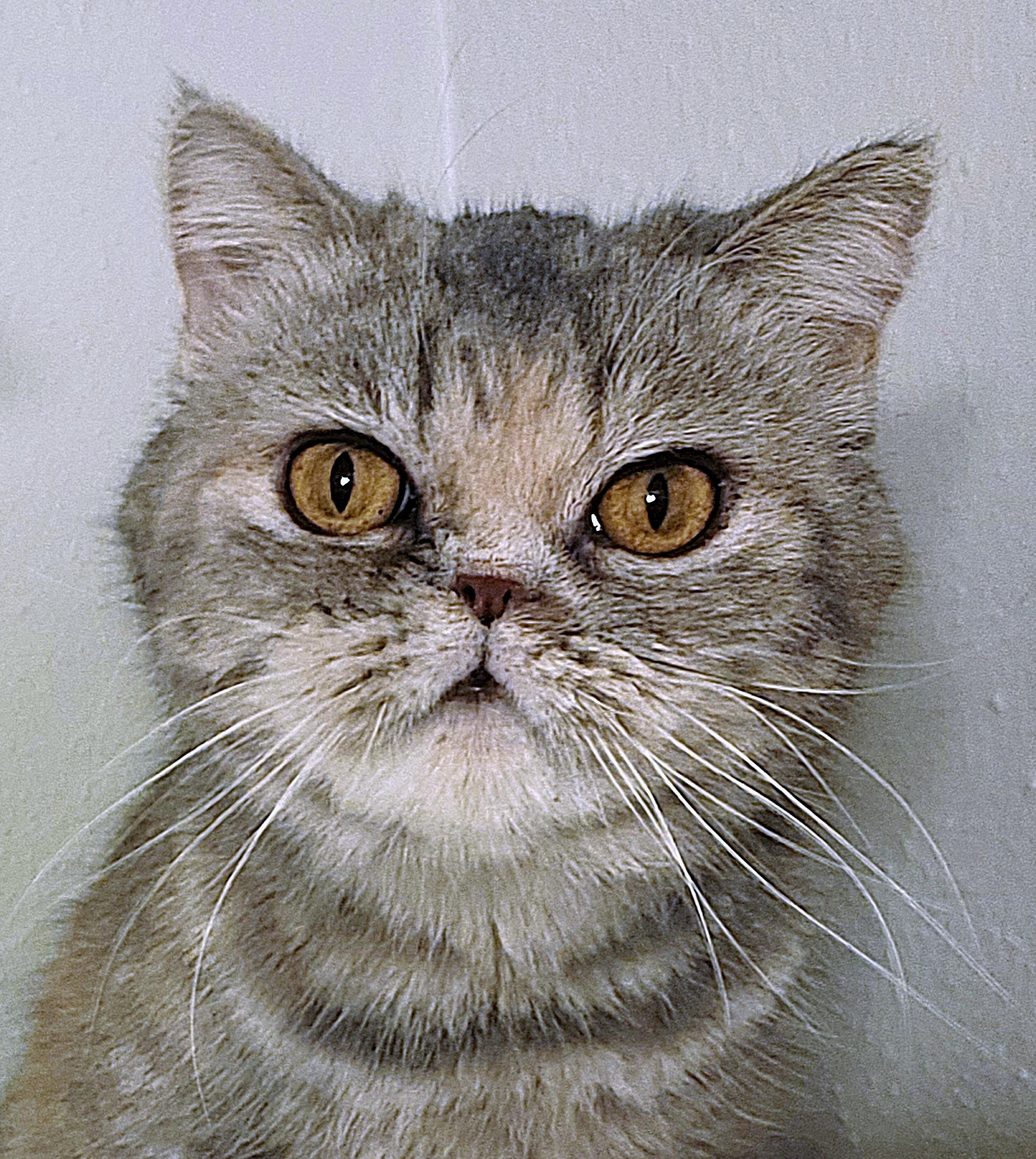 Riri, an adoptable Exotic Shorthair, Persian in Converse, TX, 78109 | Photo Image 1