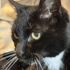 Shasta - Wonderful Senior Gal, a ADOPTABLE Tuxedo in Hoquiam, WA image 5/5