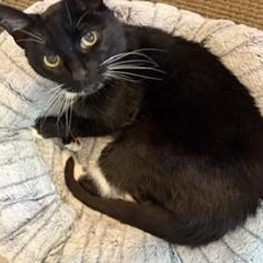 Shasta - Wonderful Senior Gal, a ADOPTABLE Tuxedo in Hoquiam, WA image 2/5