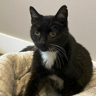Shasta - Wonderful Senior Gal, a ADOPTABLE Tuxedo in Hoquiam, WA image 1/5