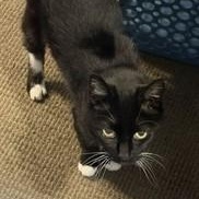Shasta - Wonderful Senior Gal, a ADOPTABLE Tuxedo in Hoquiam, WA image 4/5