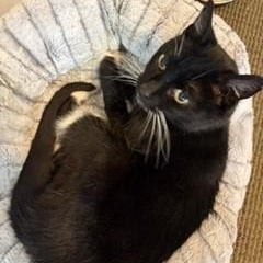 Shasta - Wonderful Senior Gal, a ADOPTABLE Tuxedo in Hoquiam, WA image 3/5
